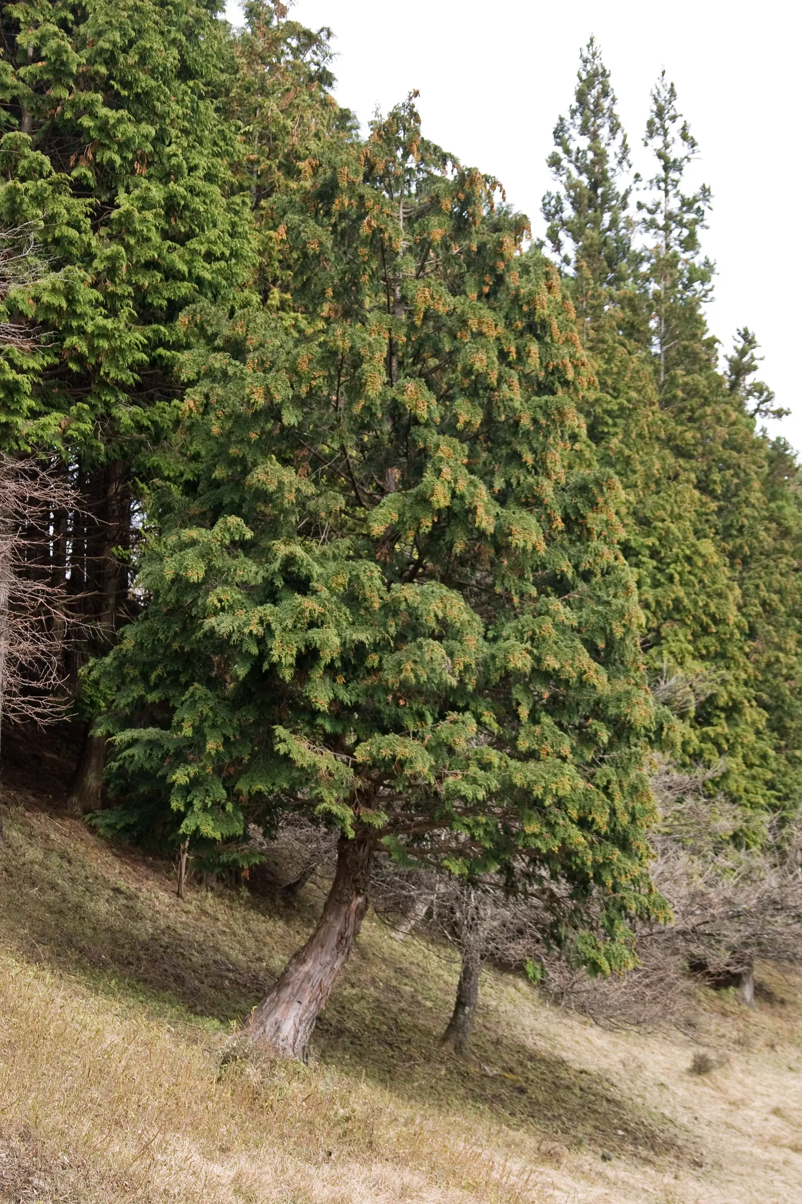 Dwarf Hinoki Cypress (Chamaecyparis Obtusa 'Nana') — Though Dwarf Hinoki Cypress thrives best in USDA hardiness zones 5 to 8