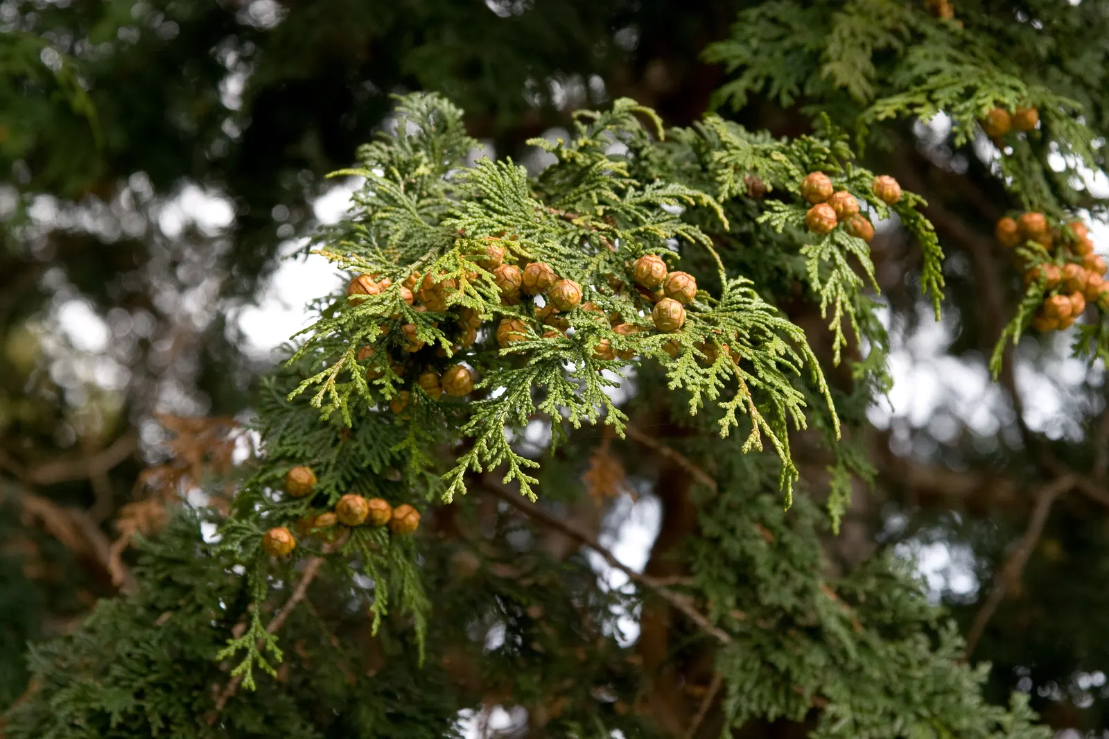 Dwarf Hinoki Cypress (Chamaecyparis Obtusa 'Nana') — is a miniature conifer that adds a touch of evergreen elegance to any landscape design