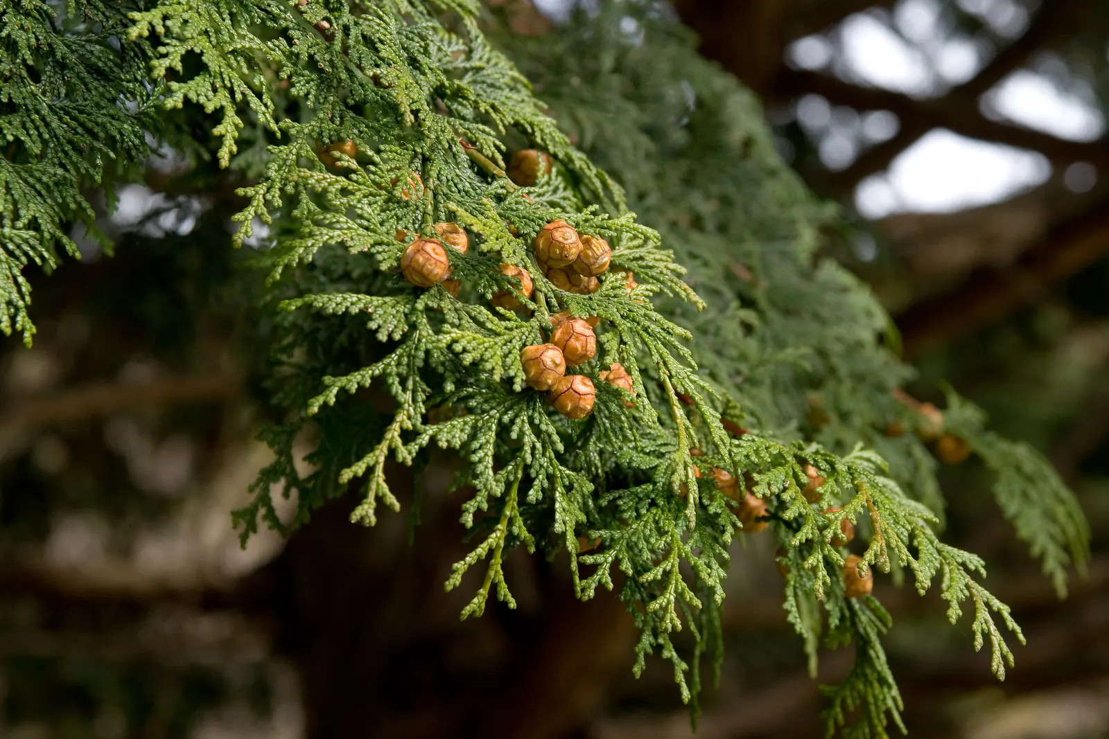 Dwarf Hinoki Cypress (Chamaecyparis Obtusa 'Nana') — it is crucial to maintain consistent moisture levels