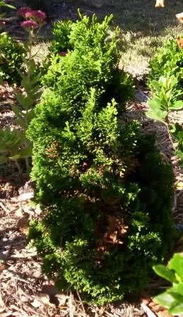 Dwarf Hinoki Cypress (Chamaecyparis Obtusa 'Nana') — Its conical to rounded shape is ideal for small gardens, rockeries, or as a foundational planting