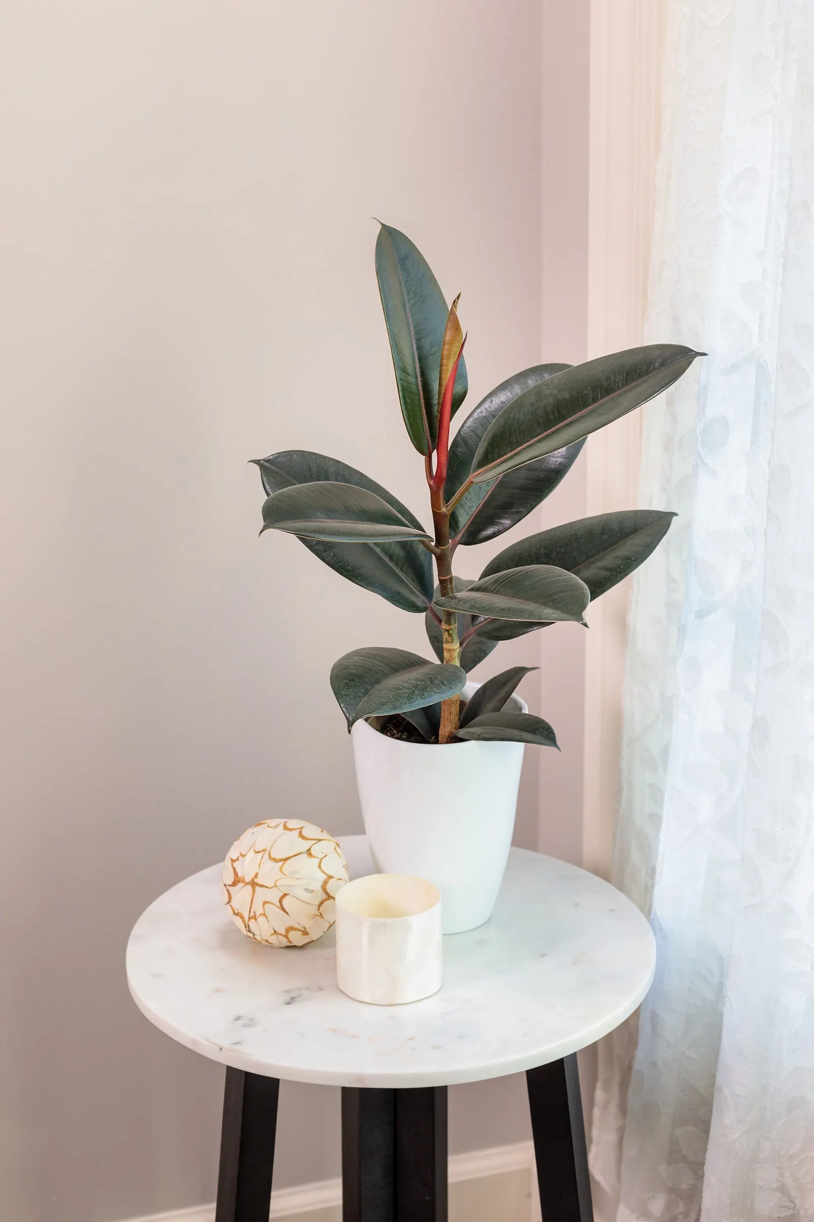 Abidjan Rubber Plant (Ficus elastica) — The Ficus elastica 'Abidjan' is a refined rubber plant with sleek