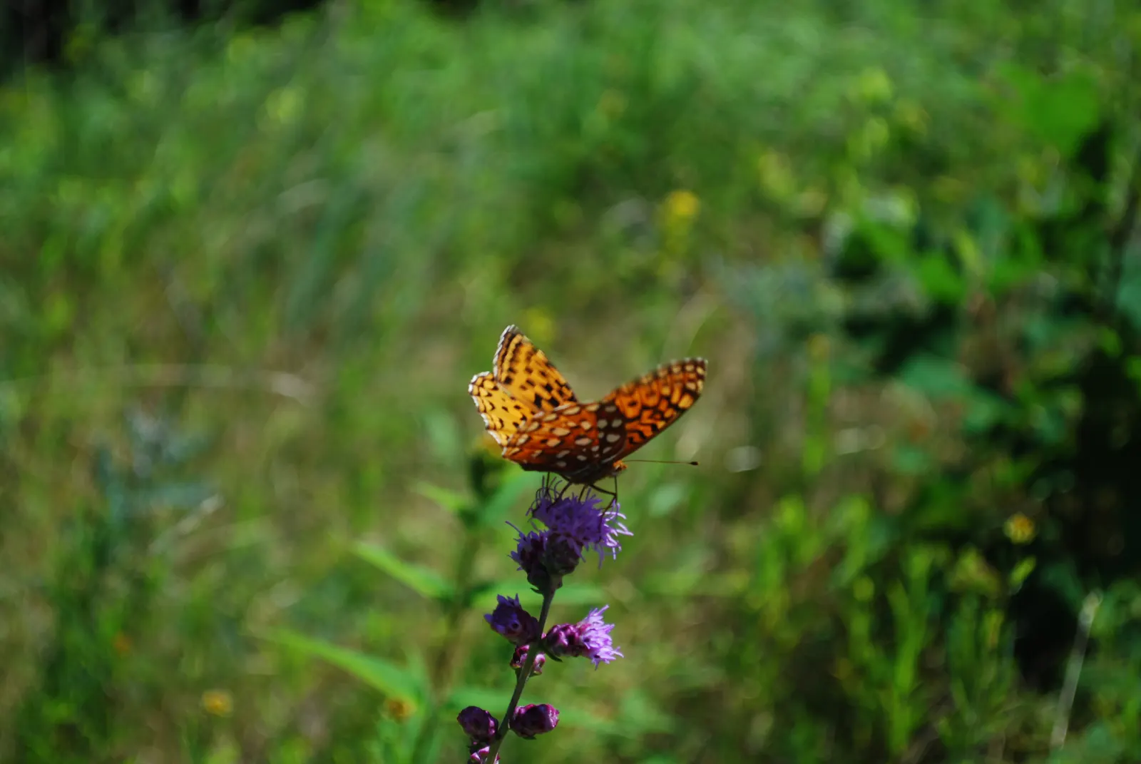 Rough Blazingstar (Liatris Aspera) — it's worth mentioning that the Rough Blazingstar is also low maintenance; making it a robust and lasting addition to their
