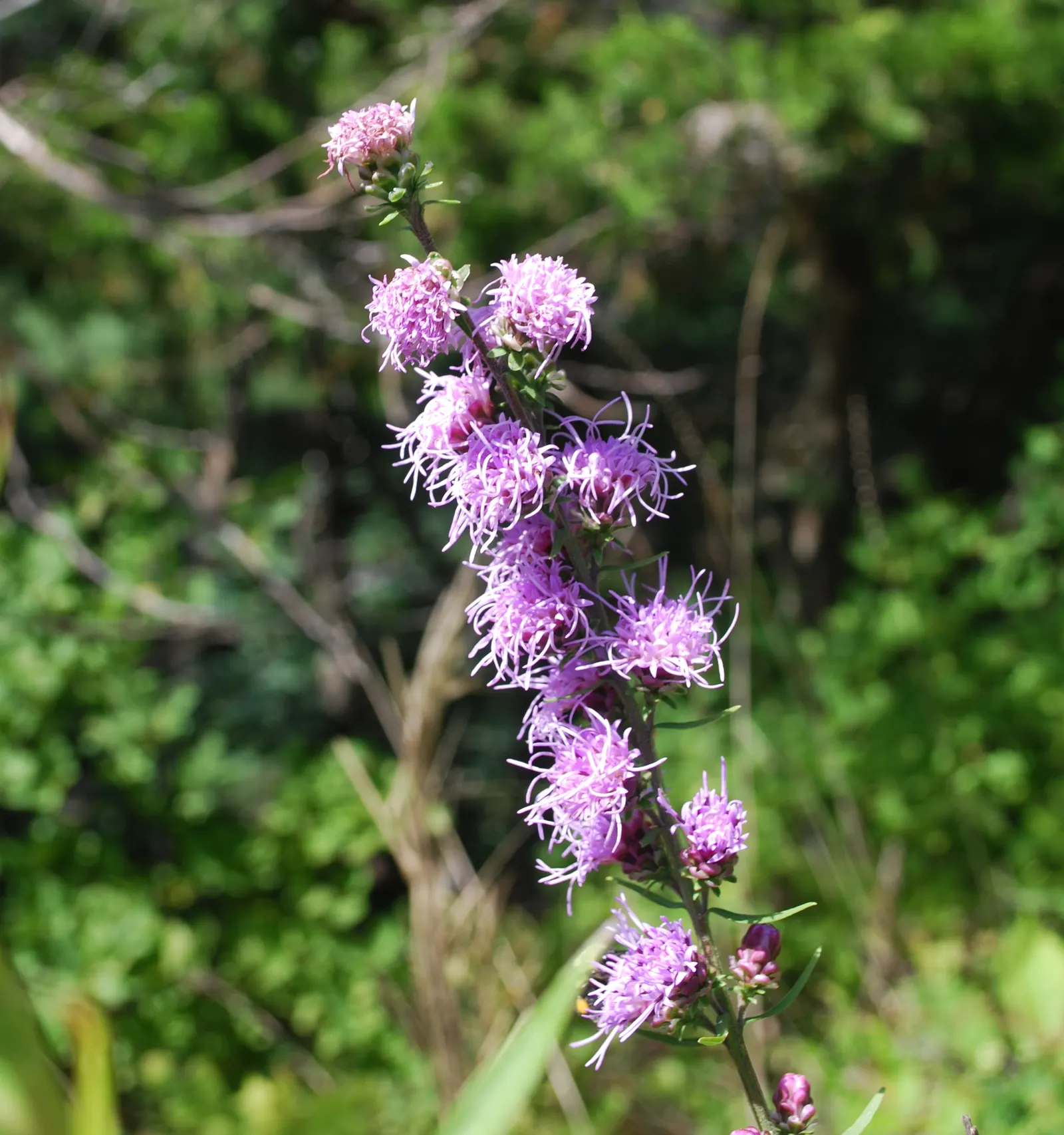 Rough Blazingstar (Liatris Aspera) — making it a sustainable choice for eco-conscious designs and attracting butterflies to the garden; making it a, image 48