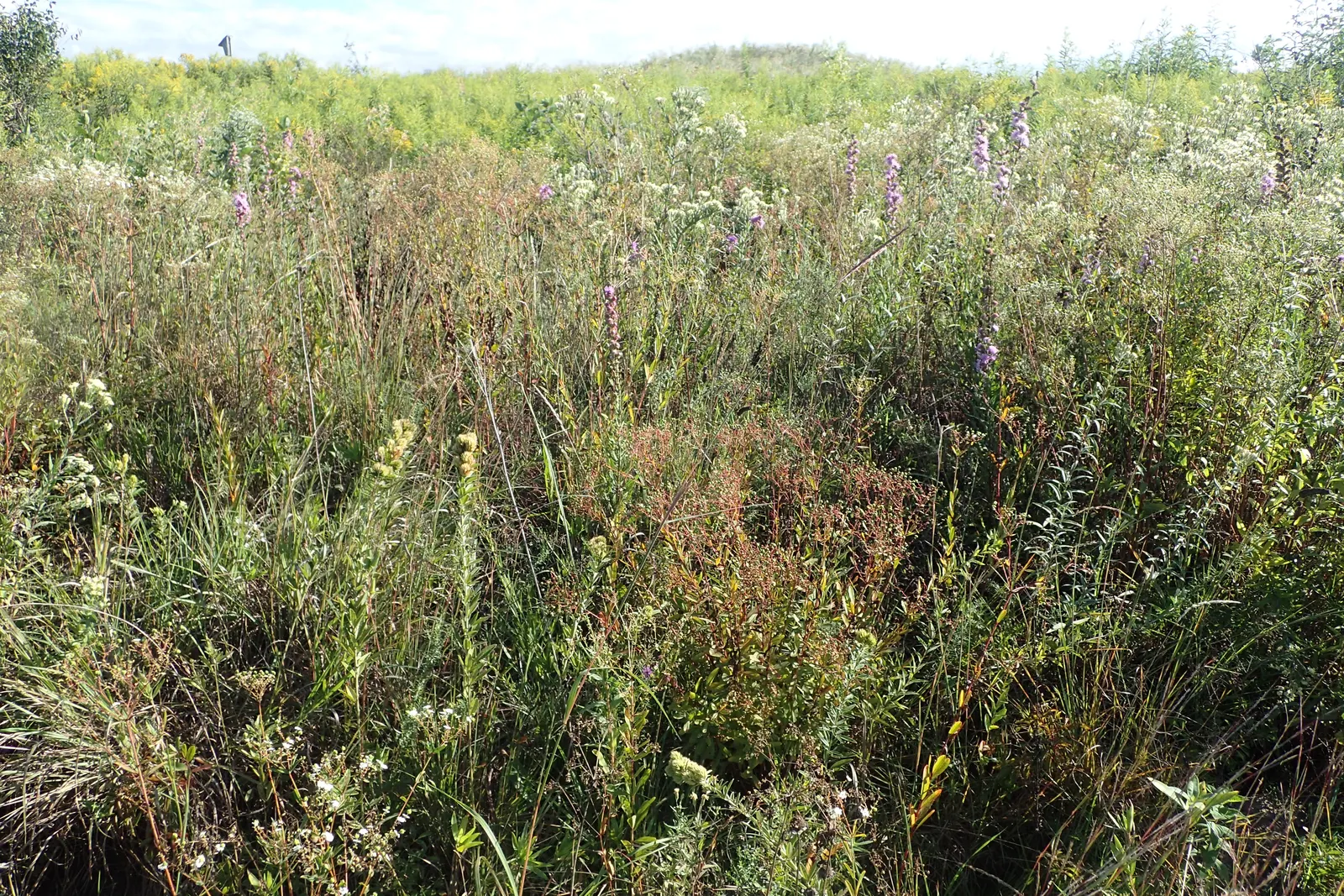 Rough Blazingstar (Liatris Aspera) — This North American native thrives in full sun and well-drained soil, and blooms late summer to fall