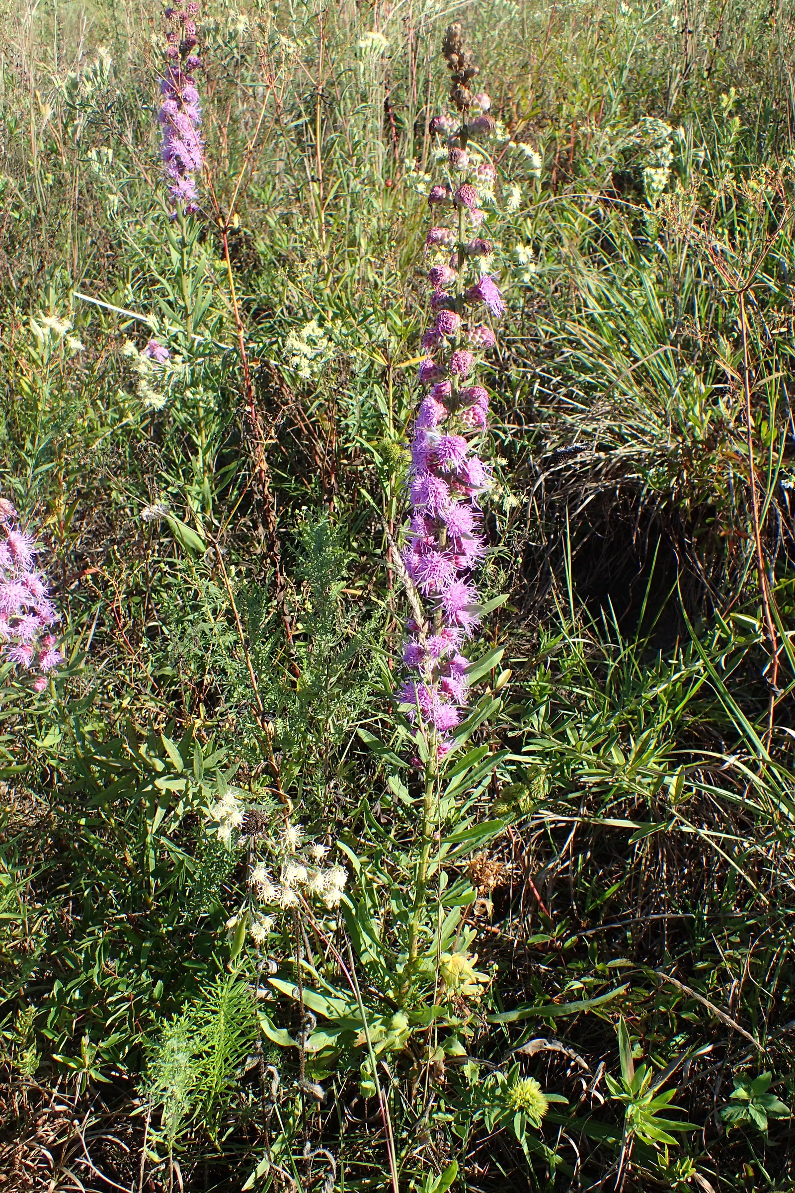 Rough Blazingstar (Liatris Aspera) — it's drought-resistant once established; notably tolerant of drought once established, image 47