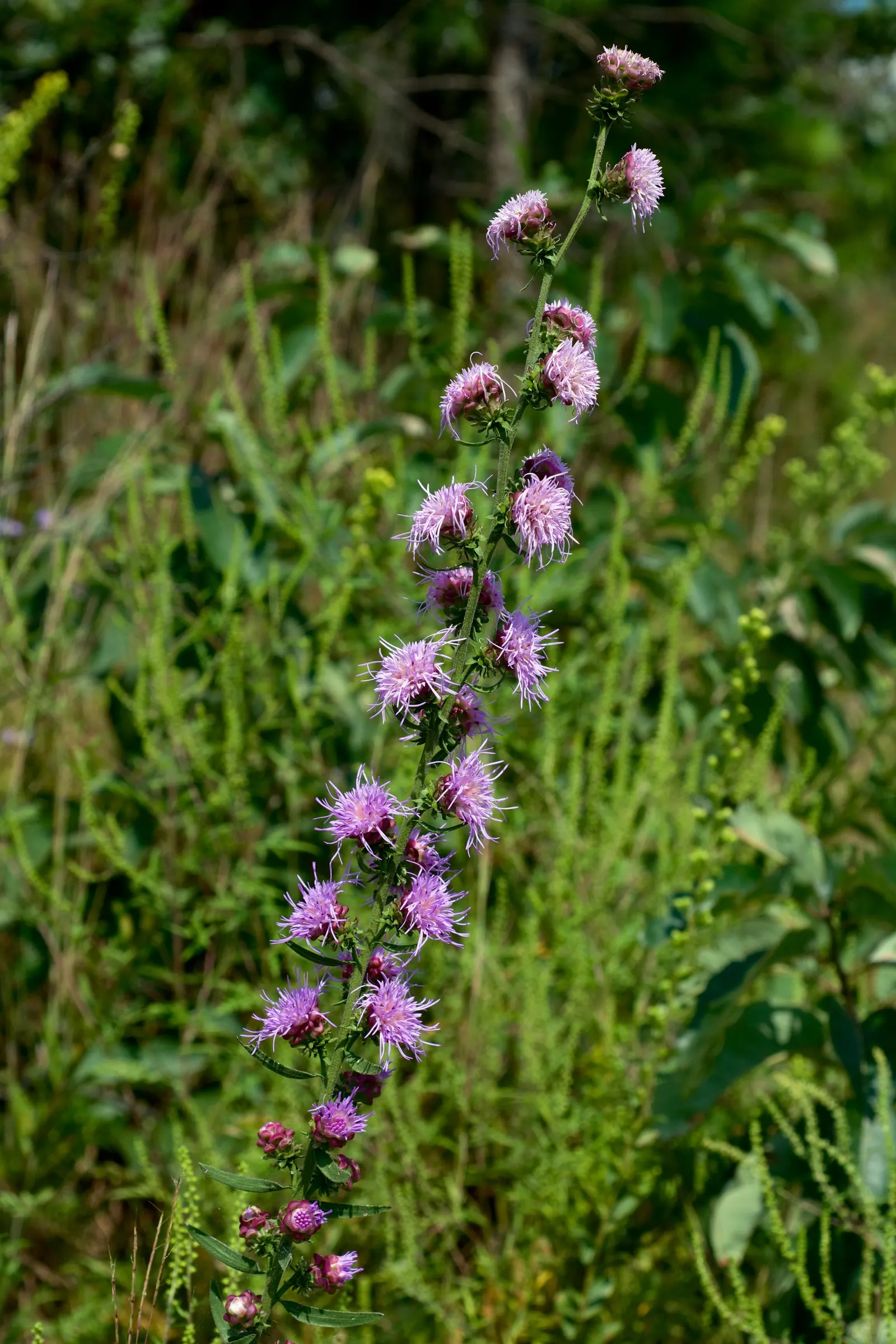 Rough Blazingstar (Liatris Aspera) — Rough Blazingstar thrives in full sun exposure and is best suited to well-drained soils; making it a robust and lasting