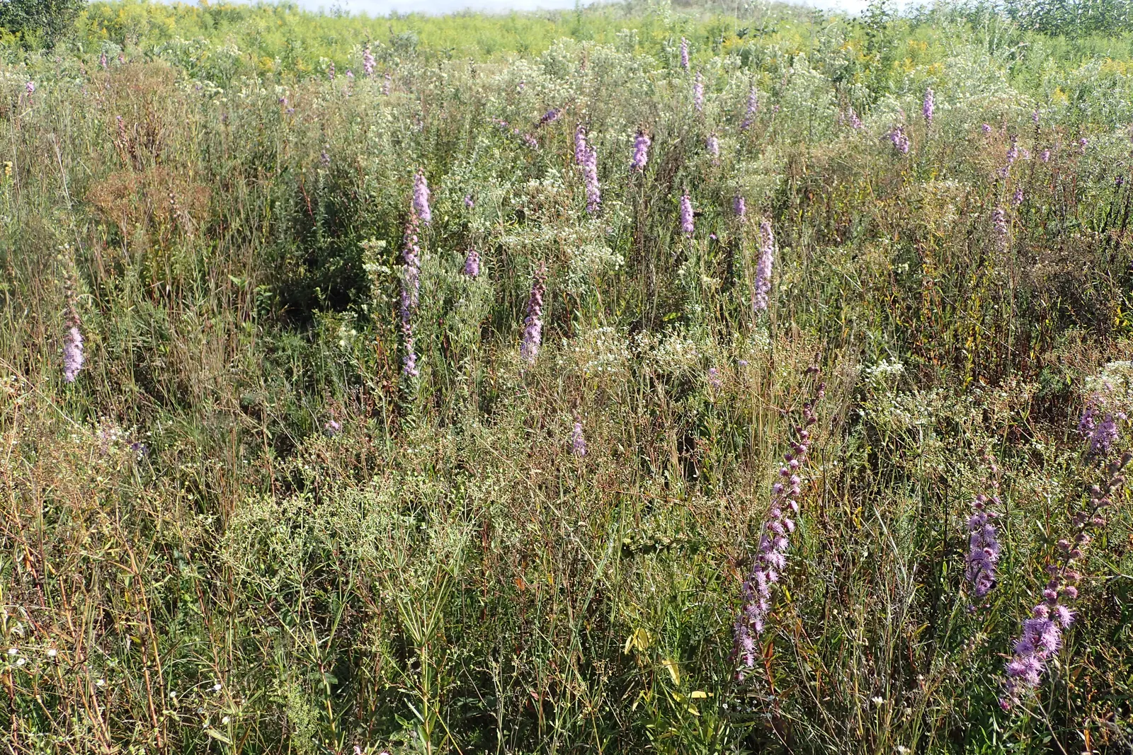 Rough Blazingstar (Liatris Aspera) — showing a particular preference for sandy or rocky substrates
