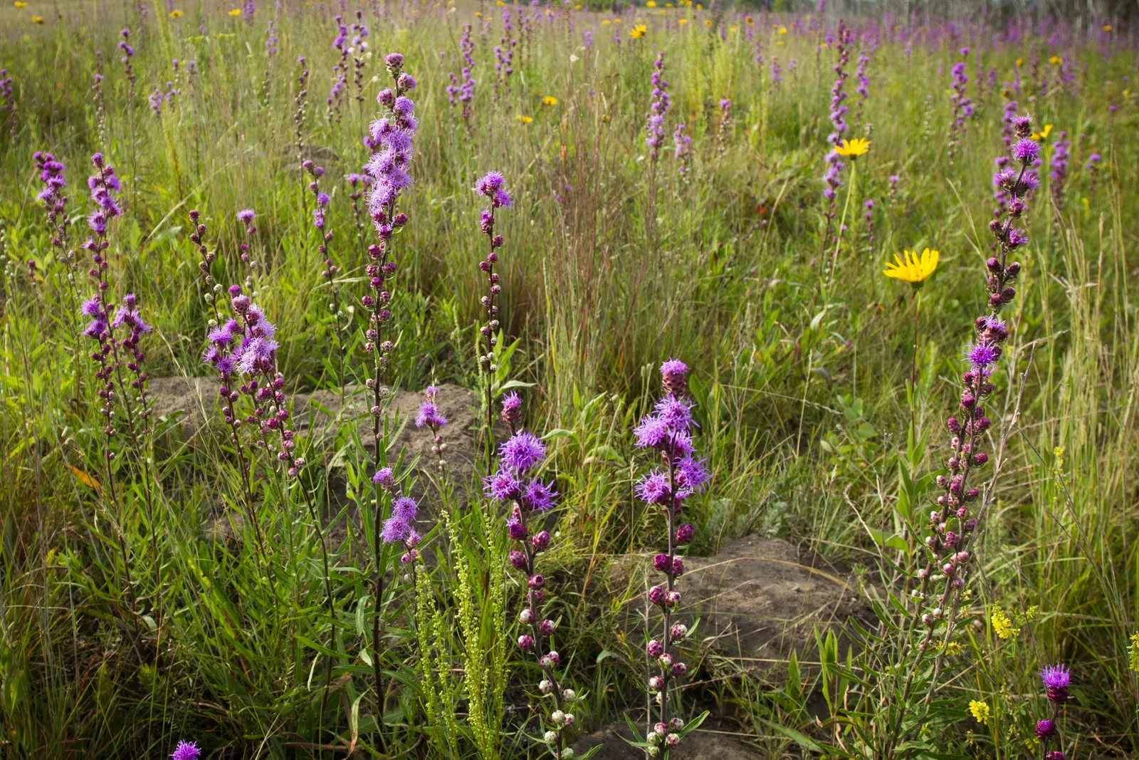 Rough Blazingstar (Liatris Aspera) — This North American native plant belongs to the Asteraceae family and is particularly admired for its tall, image 49