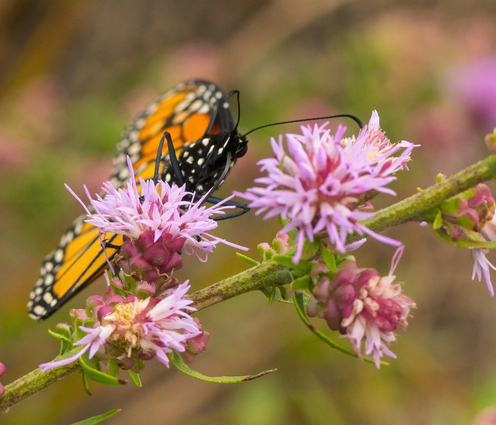Rough Blazingstar (Liatris Aspera) — making it a sustainable choice for eco-conscious designs and attracting butterflies to the garden; making it a robust and