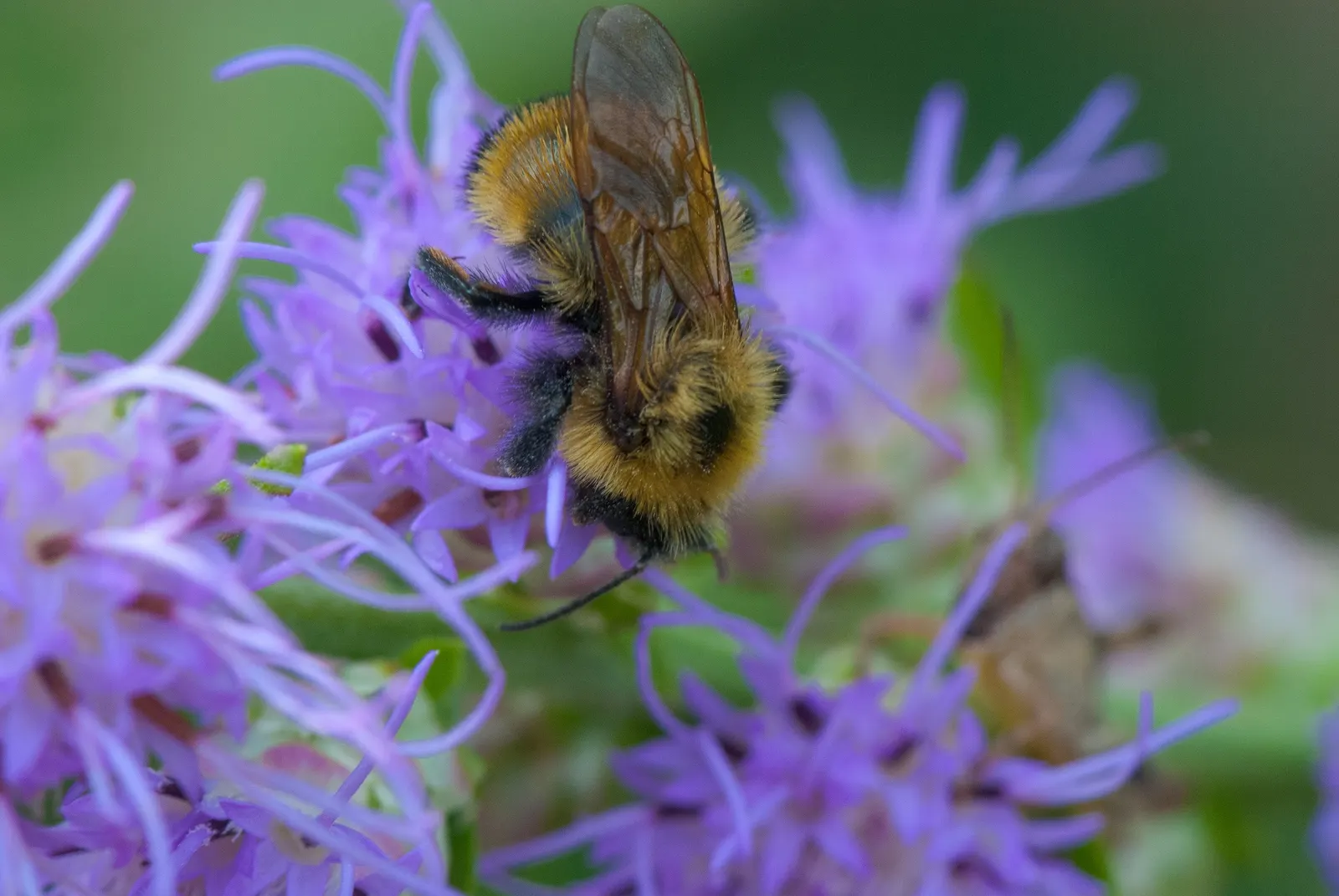 Rough Blazingstar (Liatris Aspera) — The blooming period typically lasts from late summer into early autumn