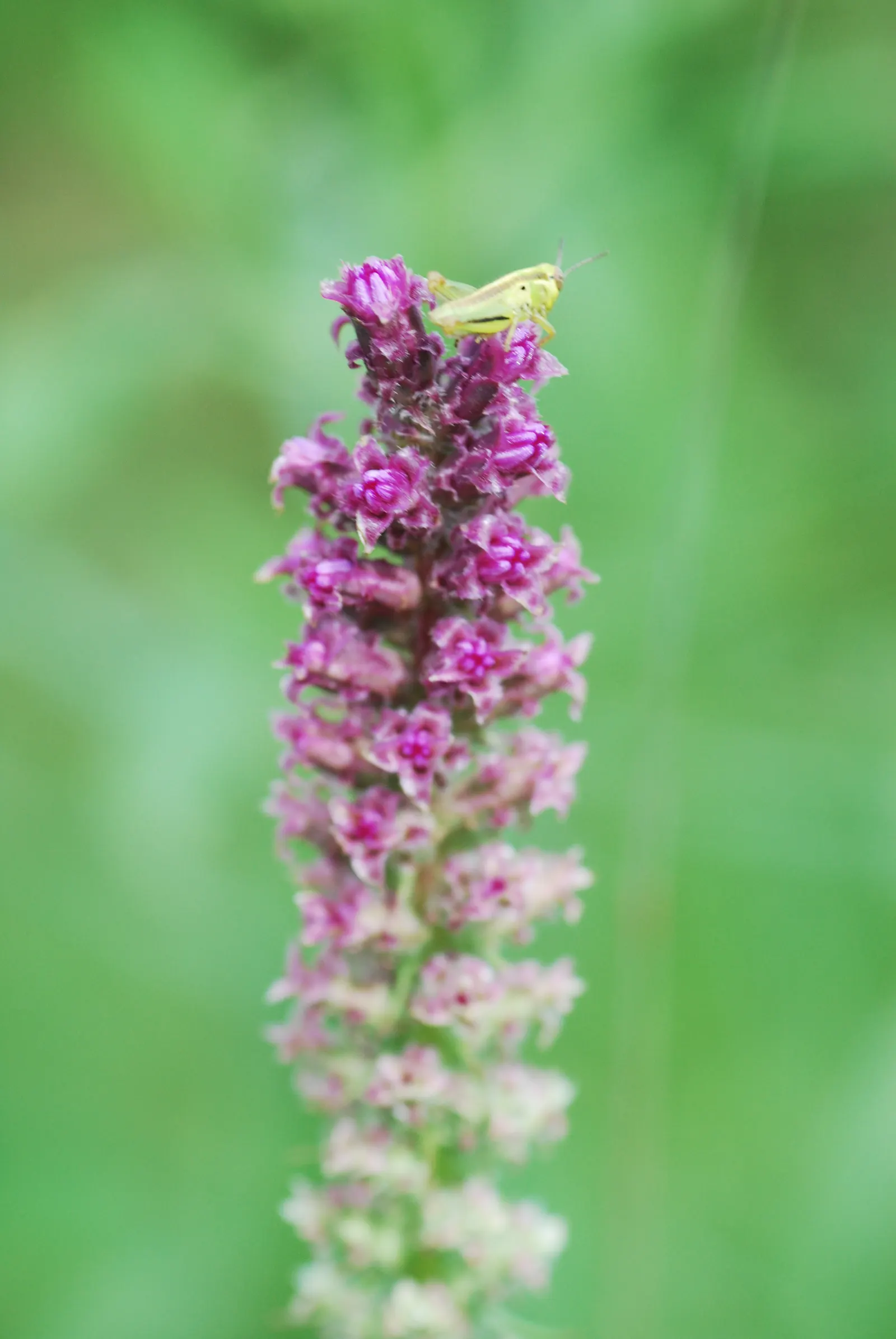 Rough Blazingstar (Liatris Aspera) — It typically grows 2-4 feet tall, with narrow, grass-like leaves; making it a robust and lasting addition to, image 45