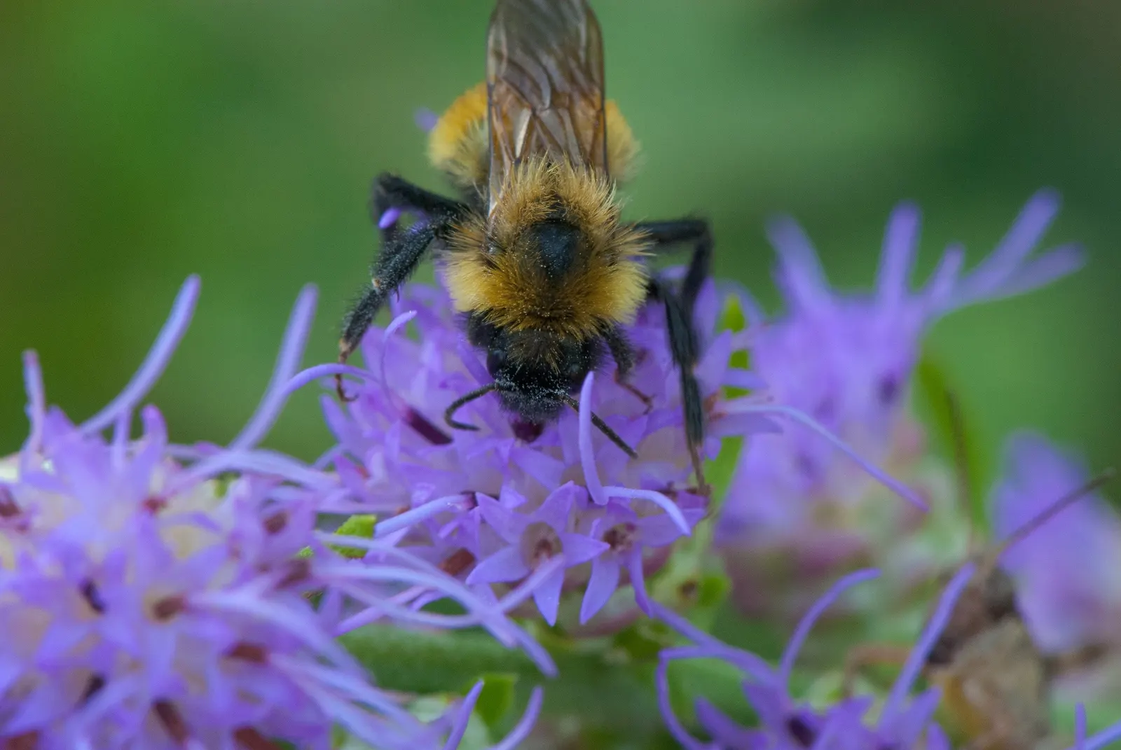 Rough Blazingstar (Liatris Aspera) — it's worth mentioning that the Rough Blazingstar is also low maintenance