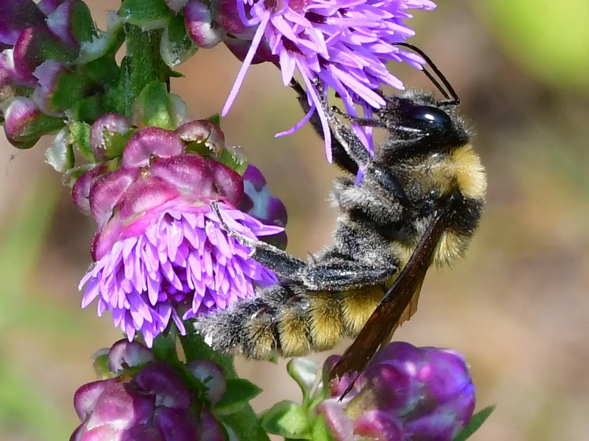 Rough Blazingstar (Liatris Aspera) — Rough Blazingstar (Liatris aspera) is a hardy perennial; this North American native thrives in full sun and, image 43