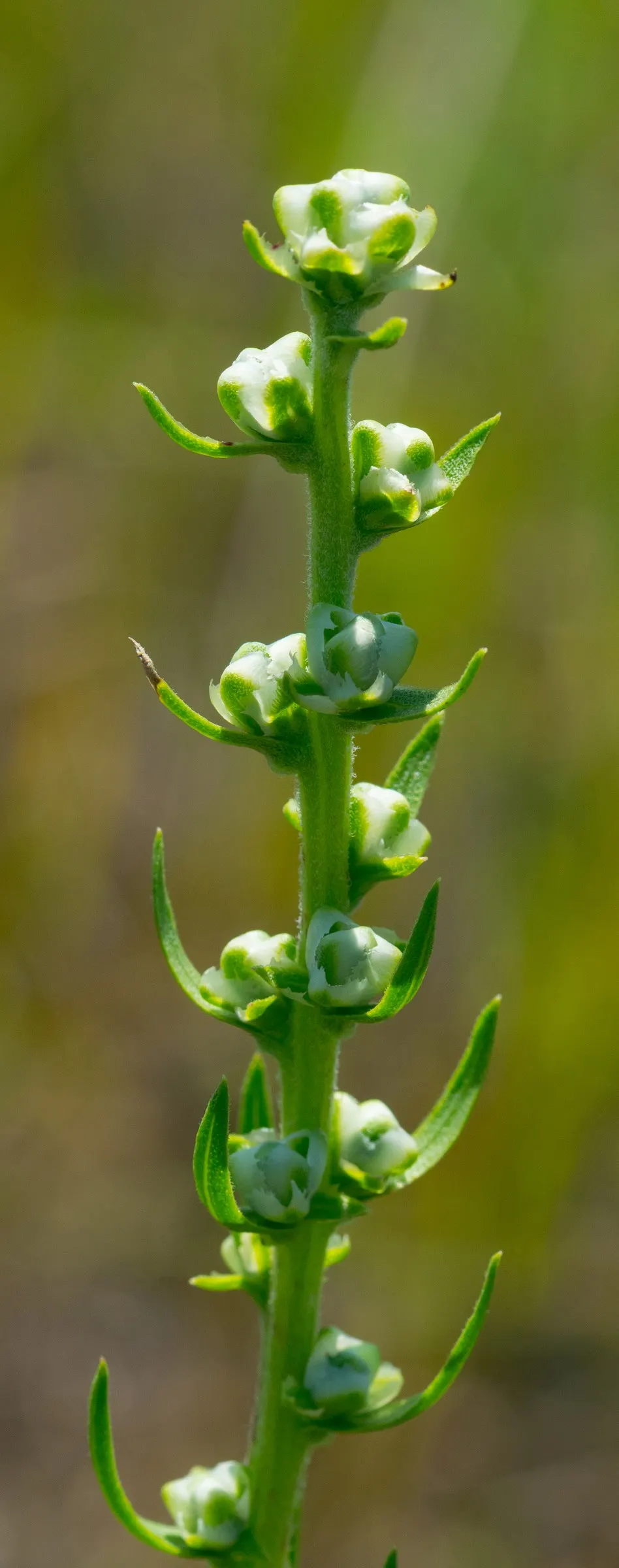 Rough Blazingstar (Liatris Aspera) — lavender and purple flowers in the garden