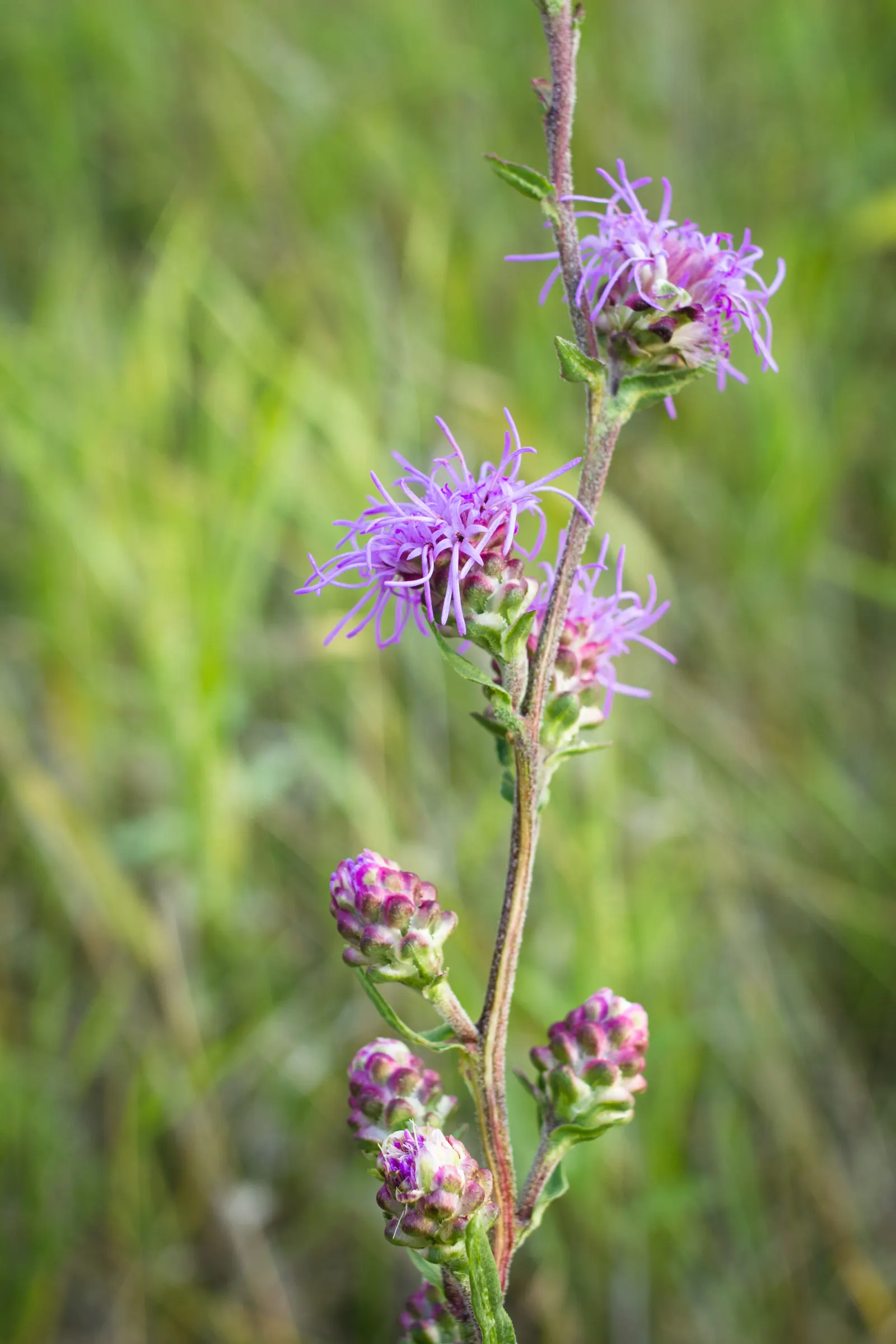 Rough Blazingstar (Liatris Aspera) — notable for its vibrant purple spires that add vertical interest to landscapes; notably tolerant of drought, image 44