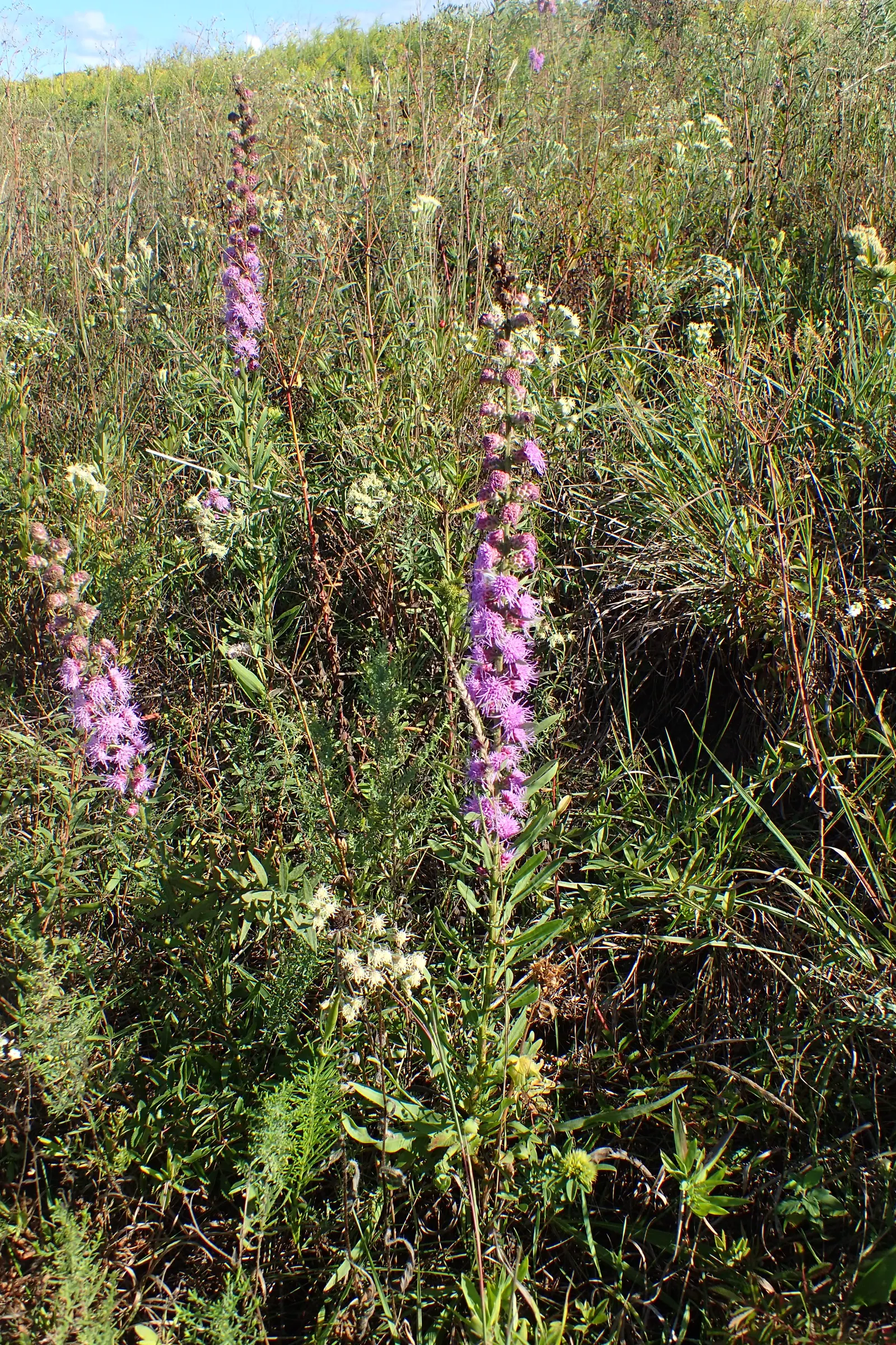 Rough Blazingstar (Liatris Aspera) — This North American native plant belongs to the Asteraceae family and is particularly admired for its tall