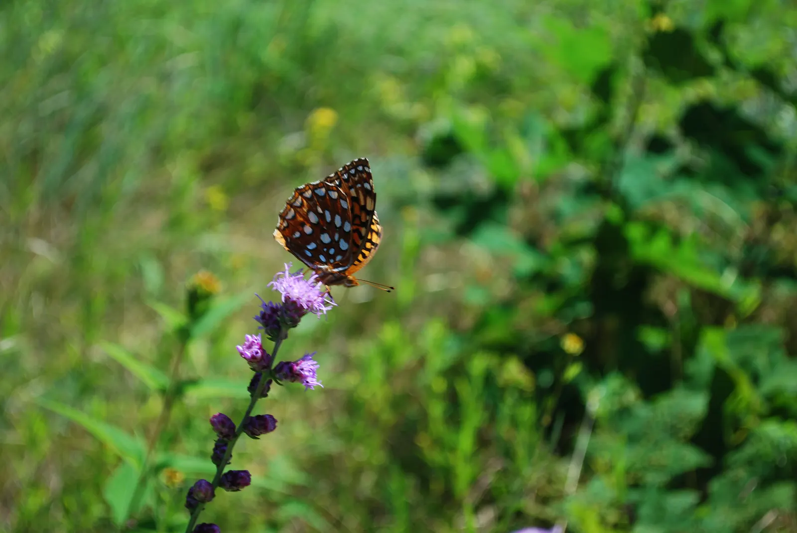 Rough Blazingstar (Liatris Aspera) — perennial with lavender and purple blooms; notably tolerant of drought once established