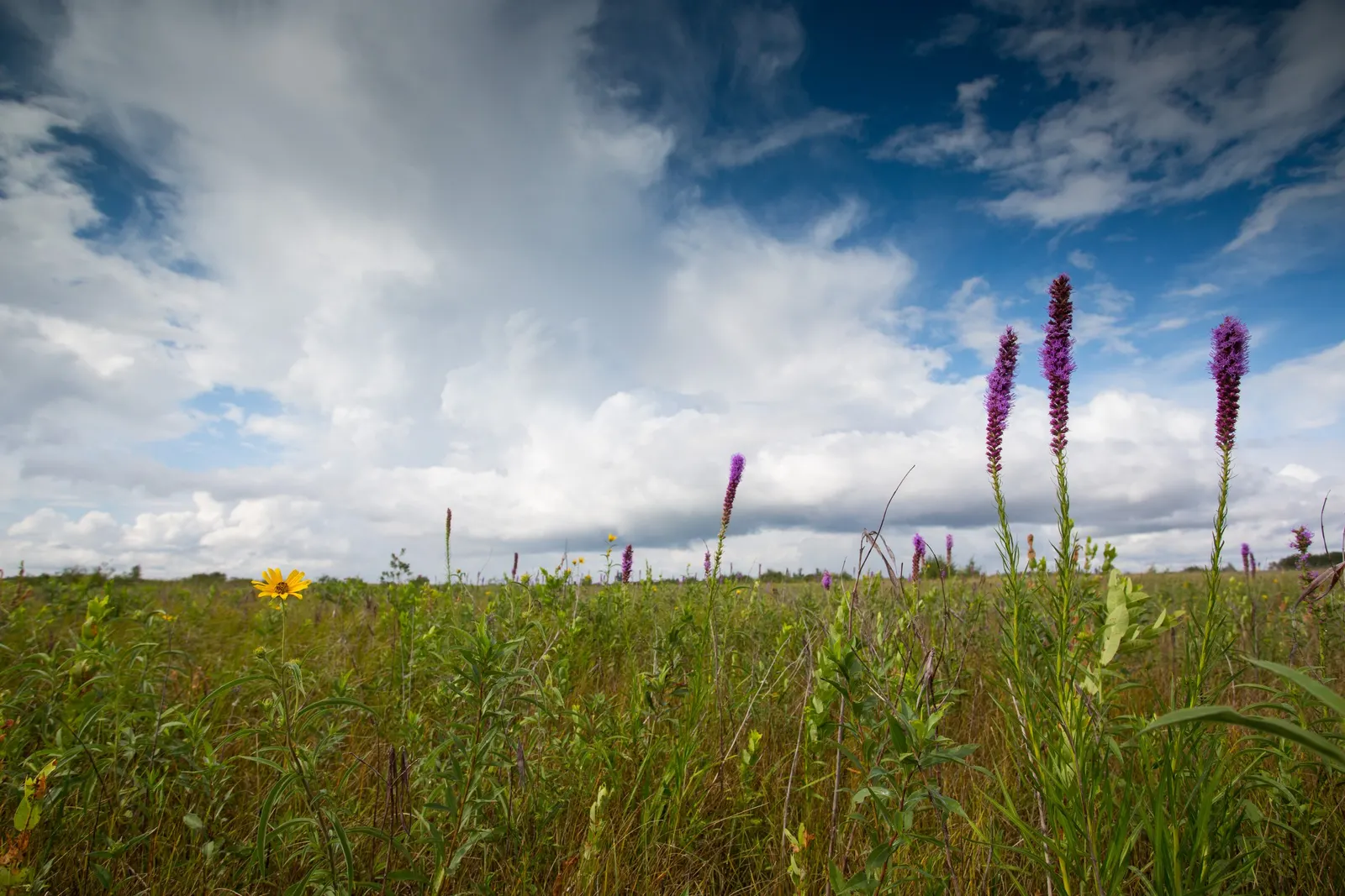 Rough Blazingstar (Liatris Aspera) — playing an essential role in the local ecosystem; this North American native thrives in full sun and well-drained soil