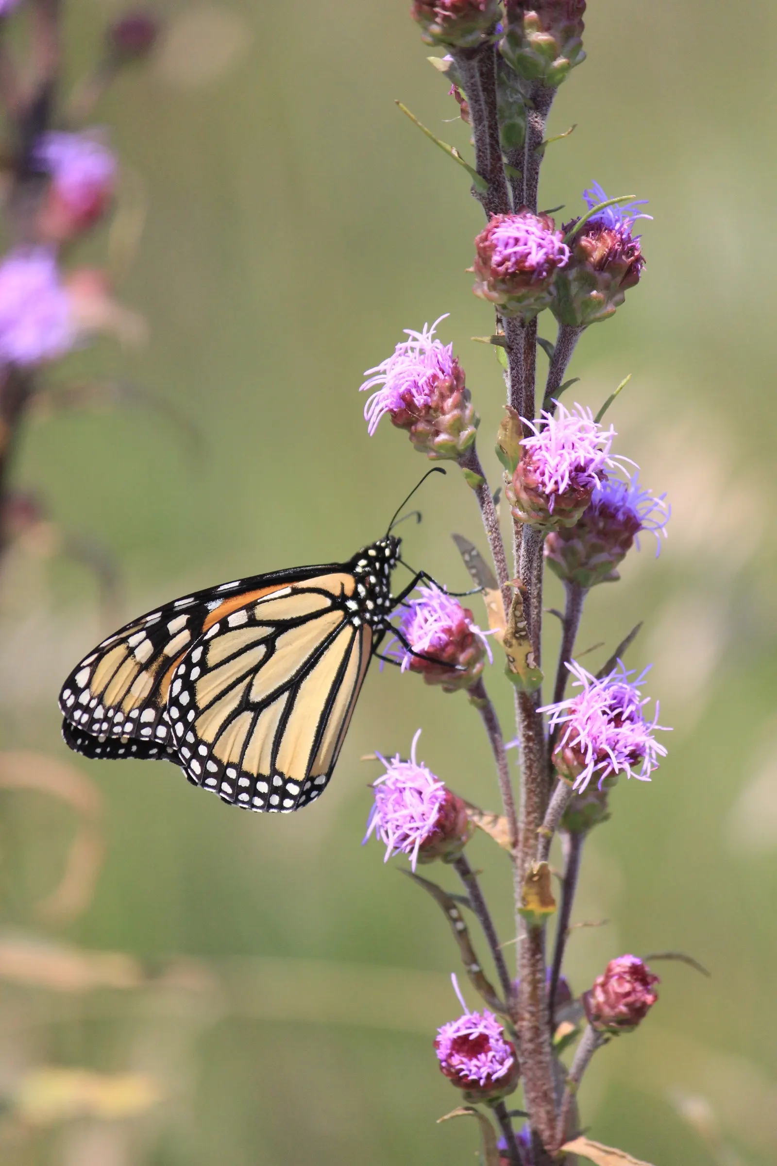 Rough Blazingstar (Liatris Aspera) — perennial for full or half; making it a robust and lasting addition to their garden