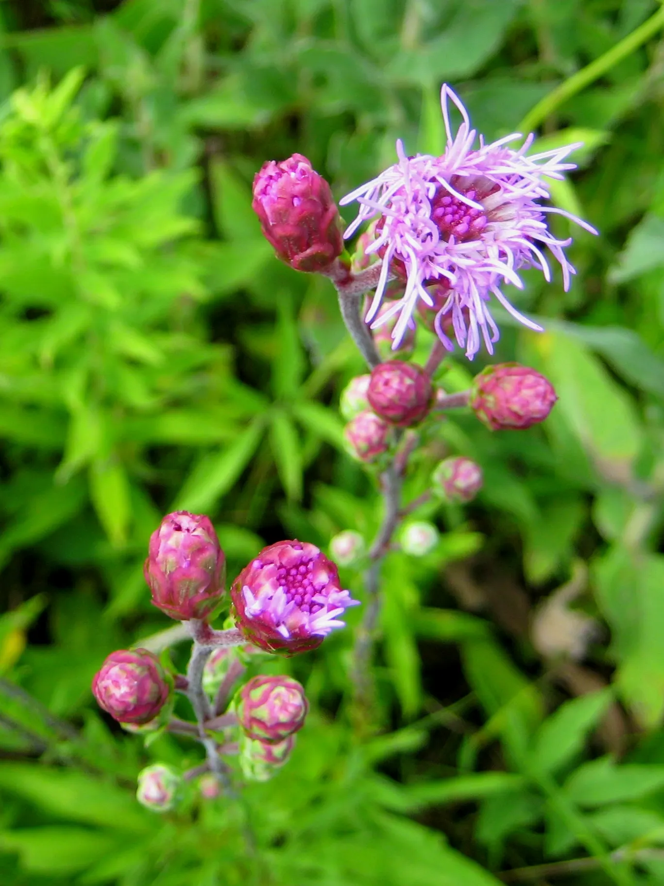 Rough Blazingstar (Liatris Aspera) — it also helps to stabilize soil and its winter-hardy nature enables it to withstand cold temperatures; notably tolerant of