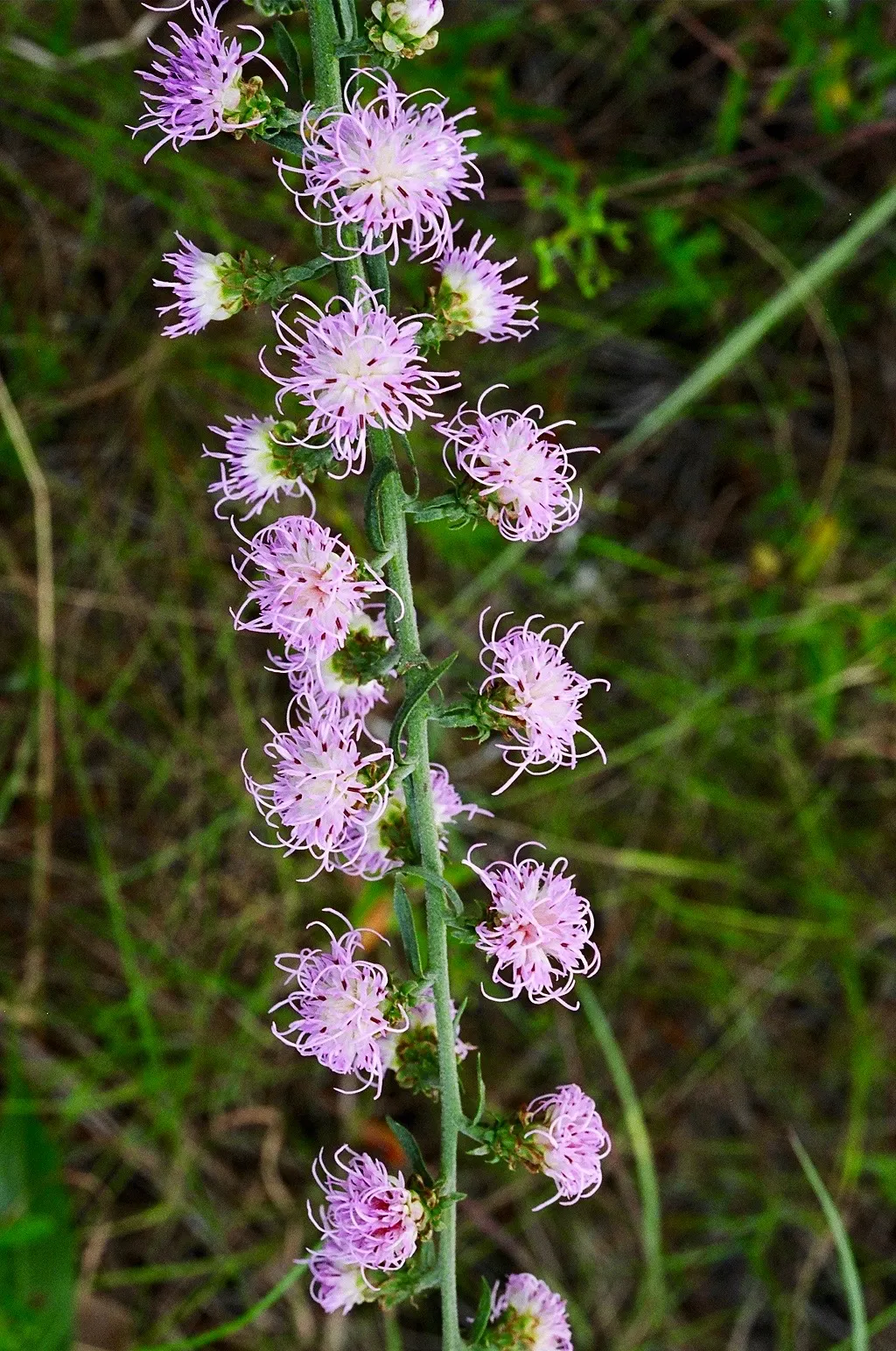Rough Blazingstar (Liatris Aspera) — feathery plumes of vibrant purple flowers that bloom from the top down; notably tolerant of drought once established