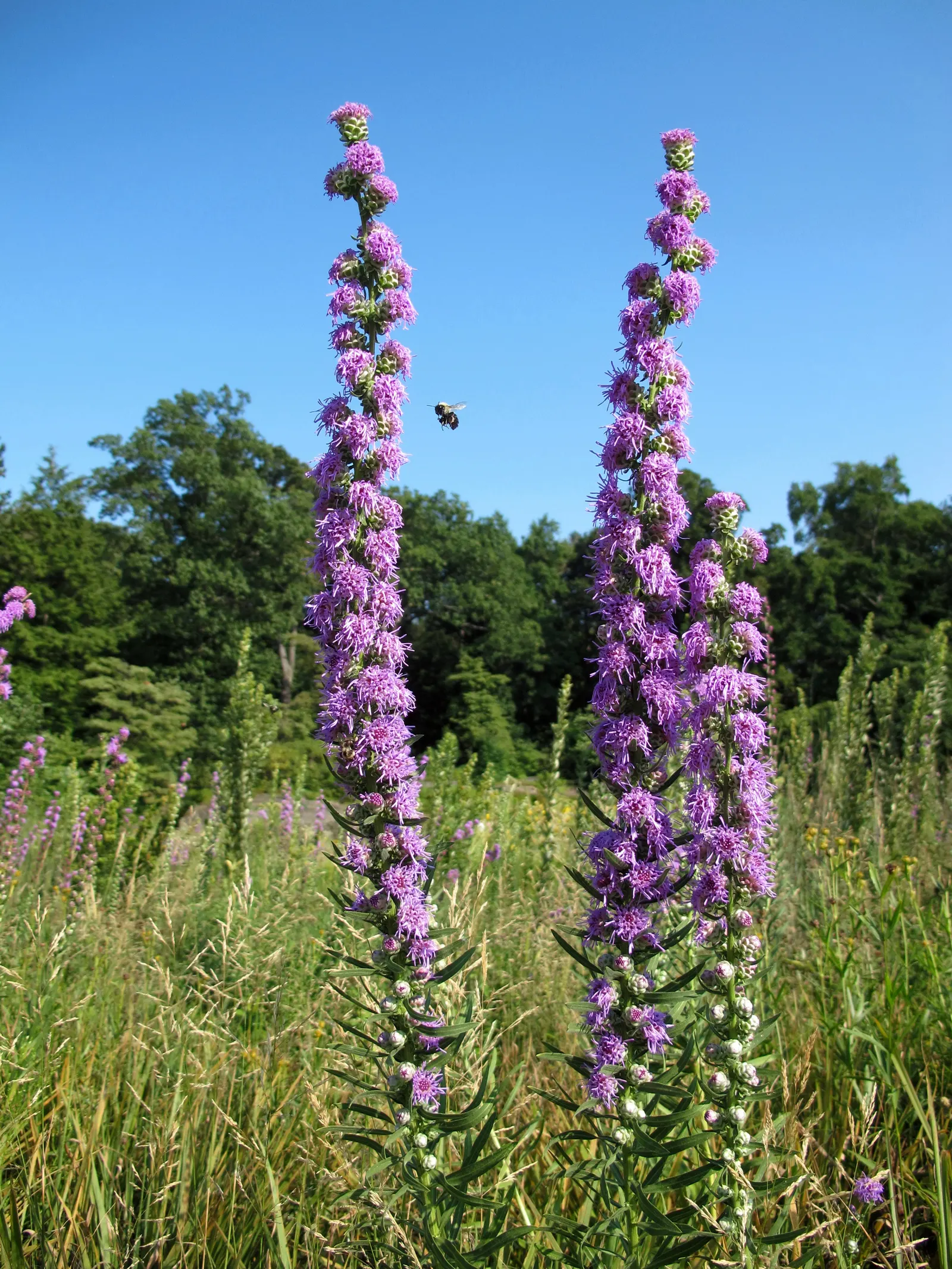 Rough Blazingstar (Liatris Aspera) — it's drought-resistant once established; notably tolerant of drought once established