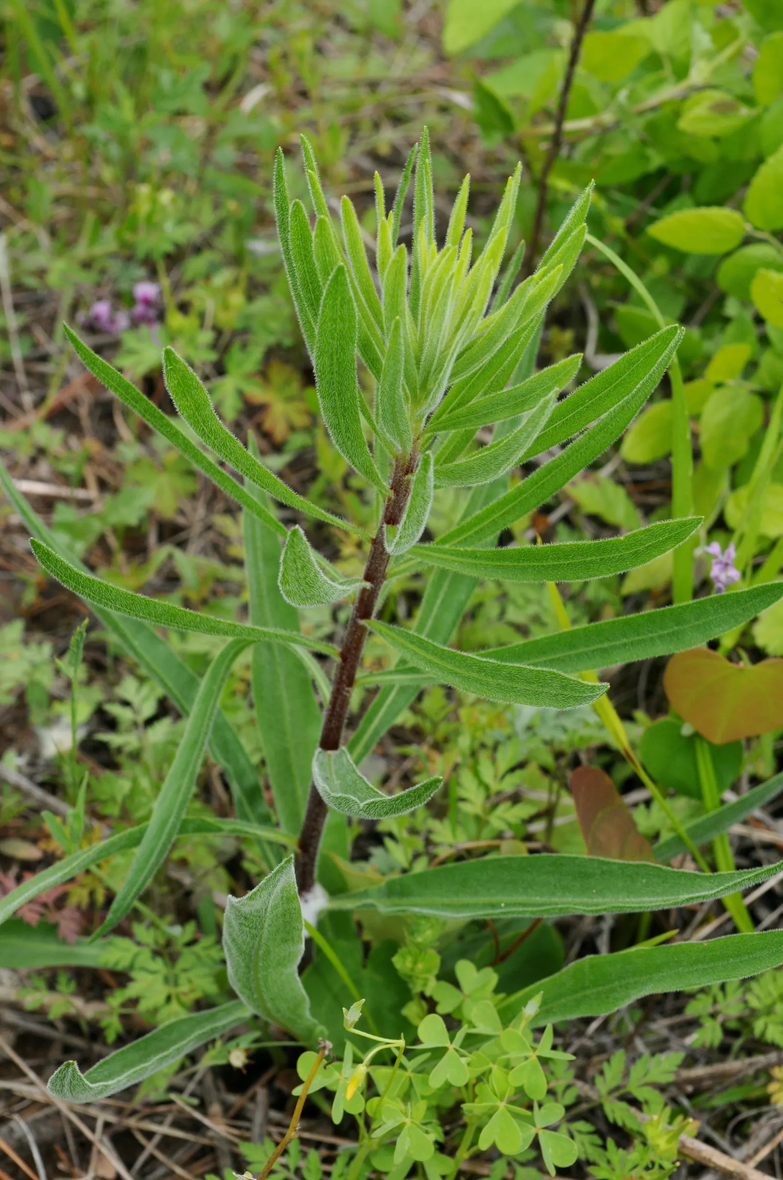 Rough Blazingstar (Liatris Aspera) — perennial for full or half