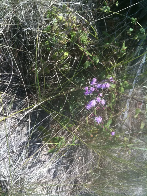 Rough Blazingstar (Liatris Aspera) — Notably tolerant of drought once established, image 32