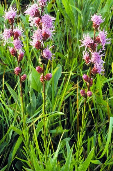 Rough Blazingstar (Liatris Aspera) — it's drought-resistant once established