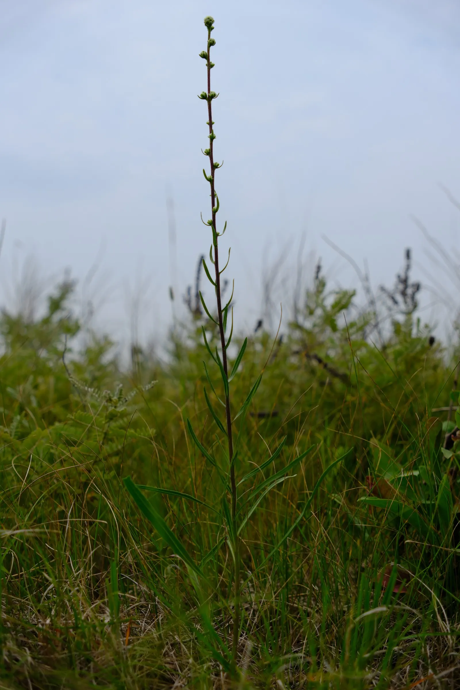 Rough Blazingstar (Liatris Aspera) — making it a sustainable choice for eco-conscious designs and attracting butterflies to the garden