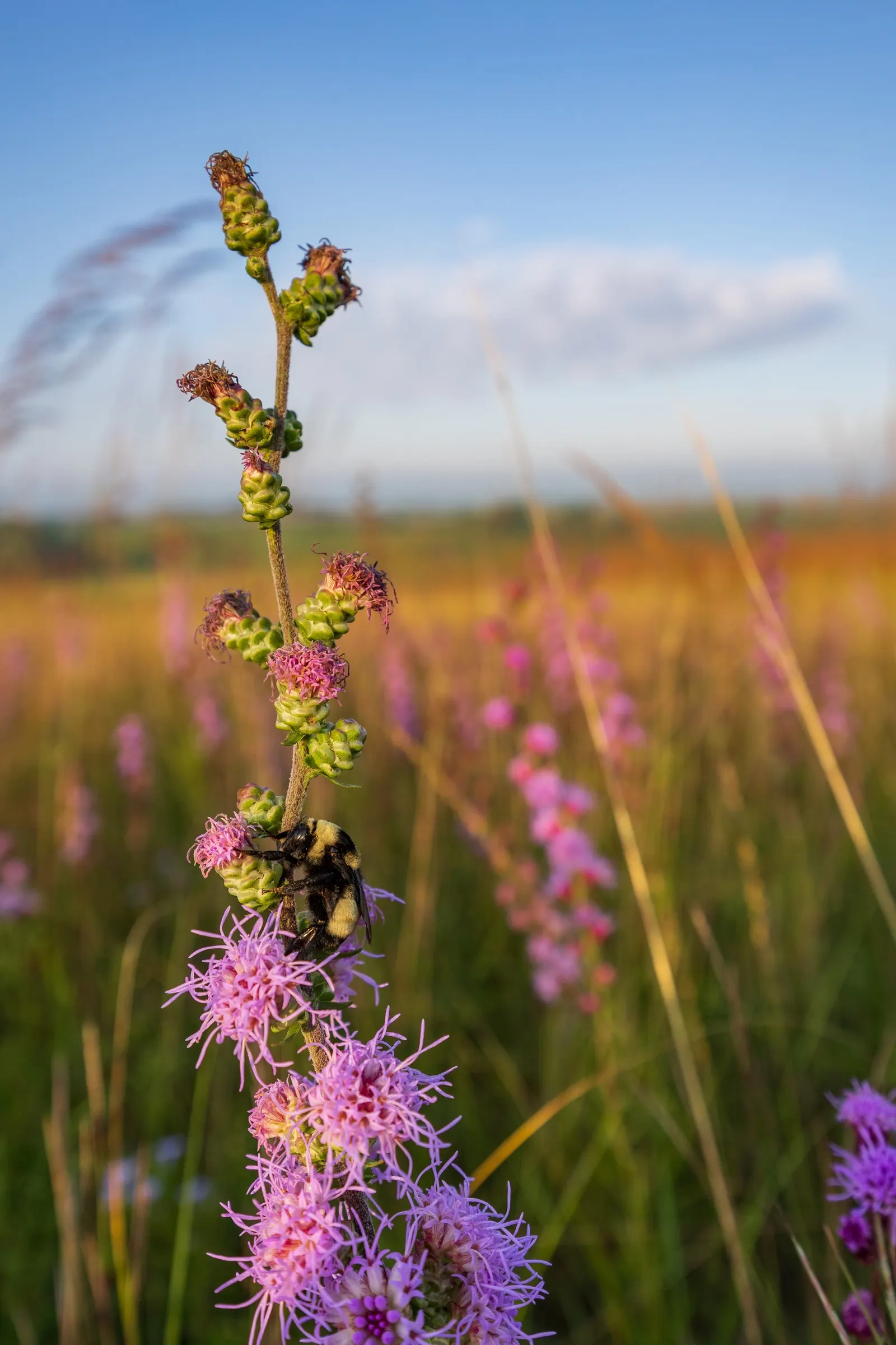 Rough Blazingstar (Liatris Aspera) — and tends to be free of serious pests and diseases