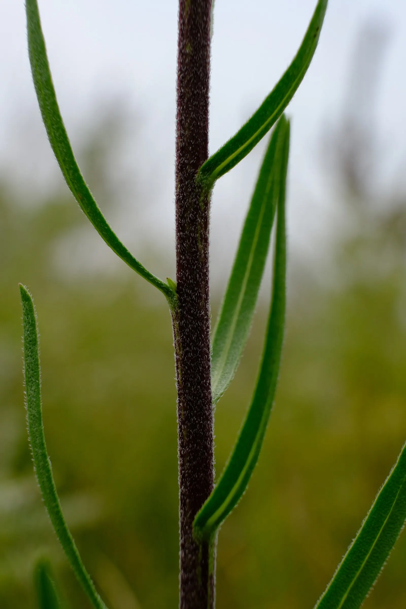 Rough Blazingstar (Liatris Aspera) — making it a robust and lasting addition to their garden