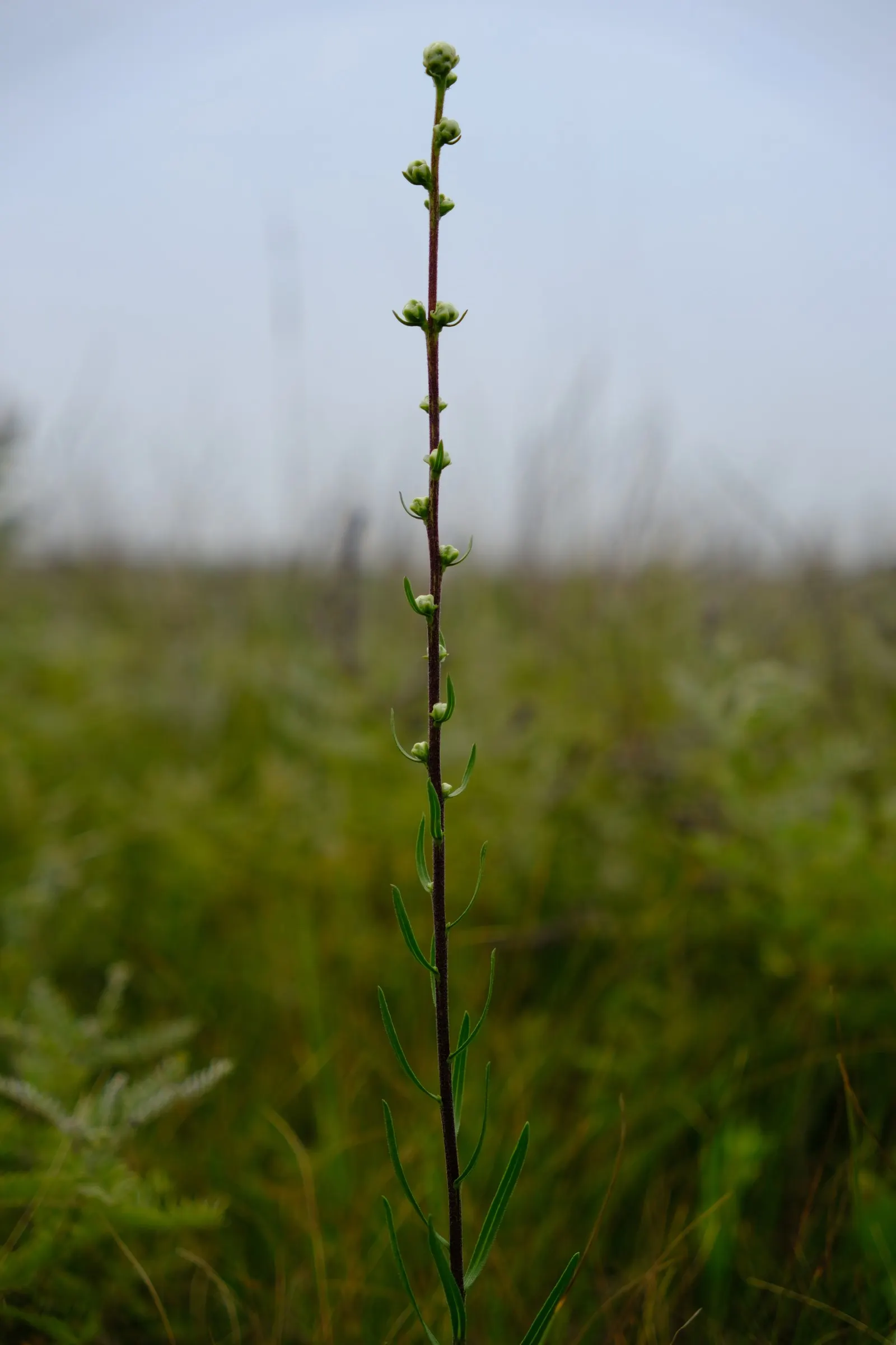 Rough Blazingstar (Liatris Aspera) — playing an essential role in the local ecosystem