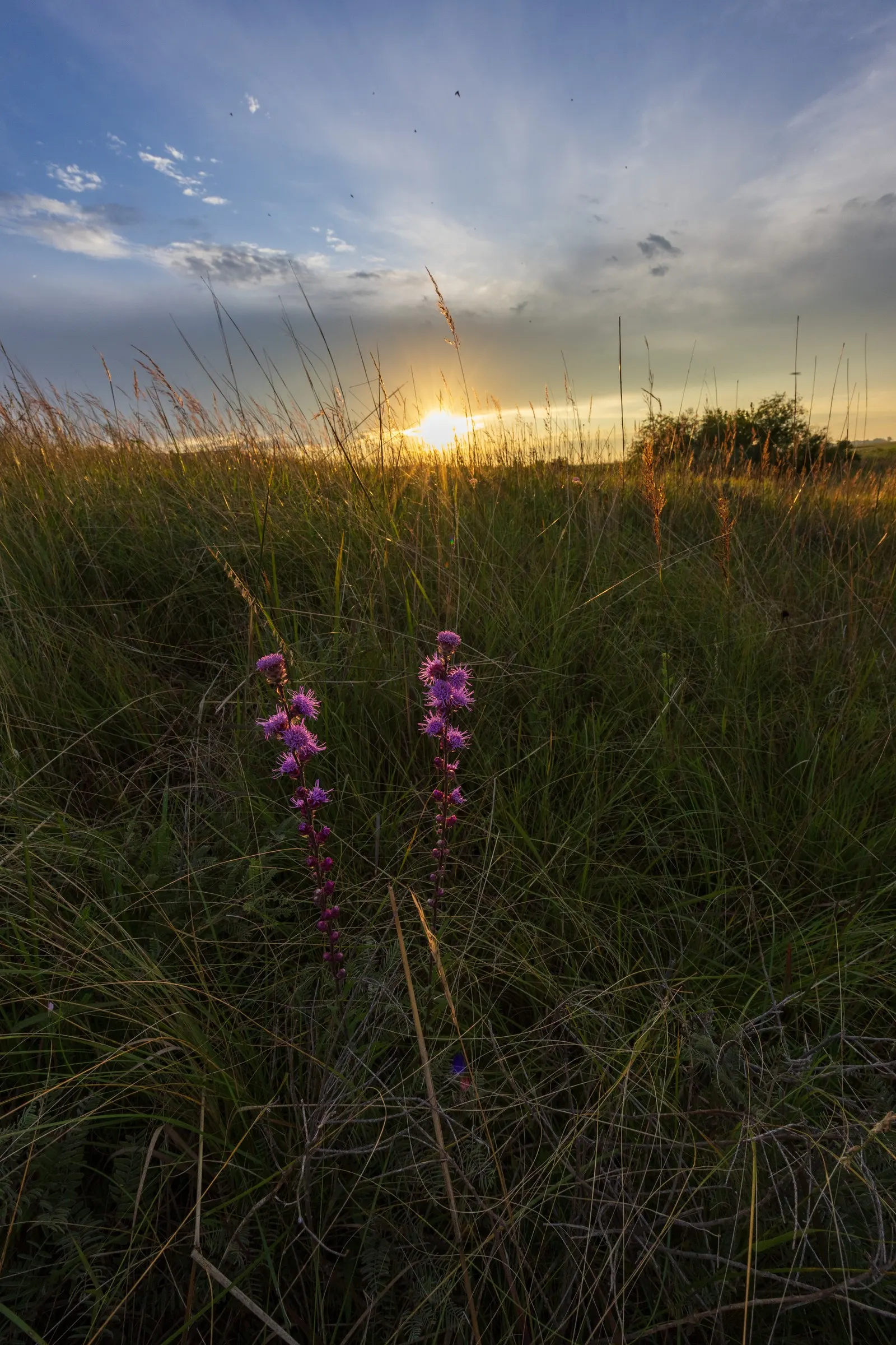 Rough Blazingstar (Liatris Aspera) — this plant serves as a vital food source for pollinators; it attracts an array of butterflies and bees