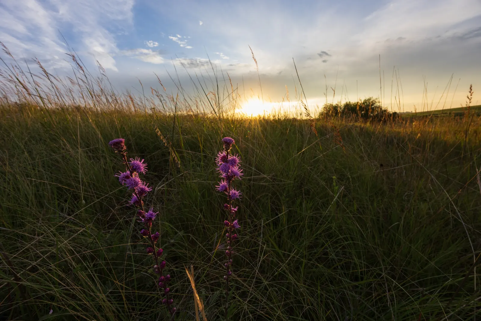 Rough Blazingstar (Liatris Aspera) — Notably tolerant of drought once established