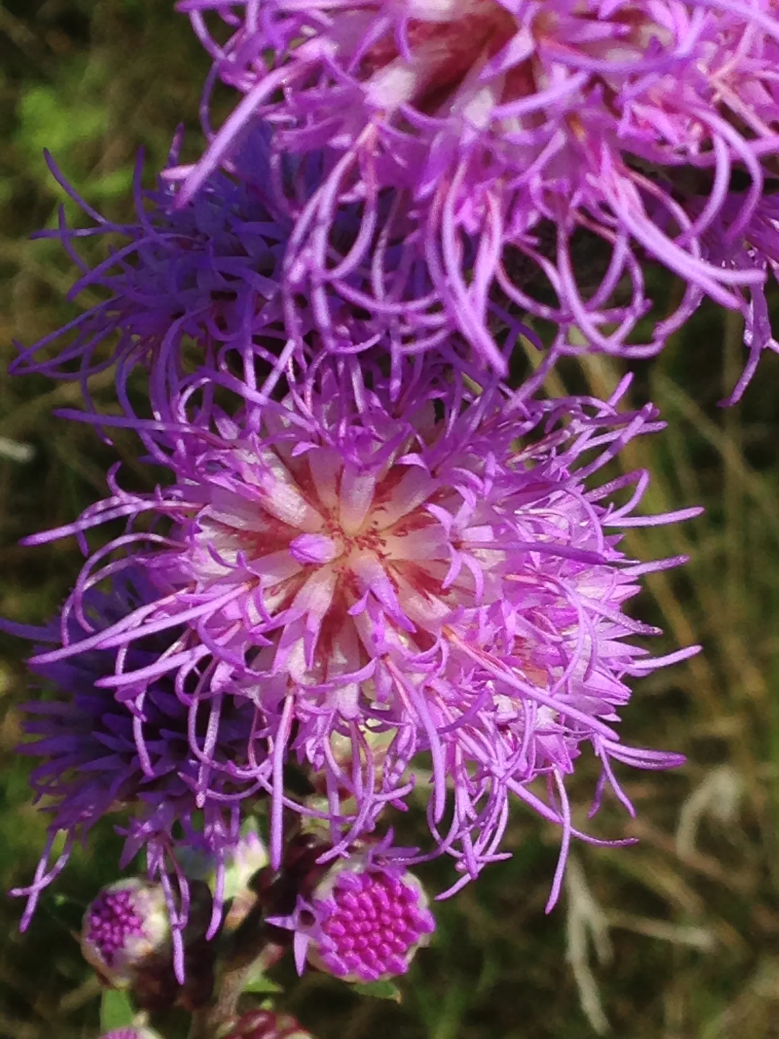 Rough Blazingstar (Liatris Aspera) — feathery plumes of vibrant purple flowers that bloom from the top down; notably tolerant of drought once, image 50