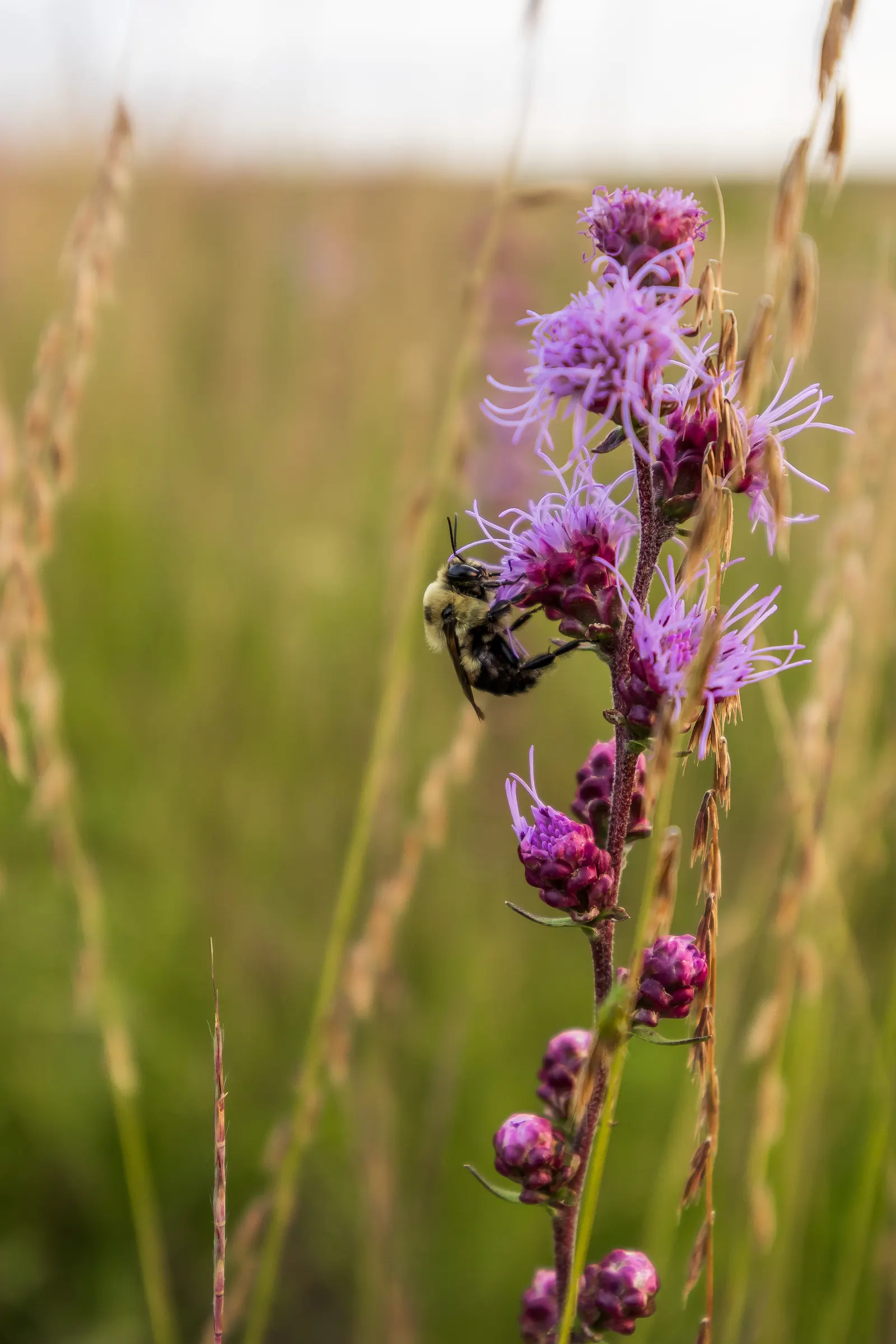 Rough Blazingstar (Liatris Aspera) — It typically grows 2-4 feet tall, with narrow, grass-like leaves