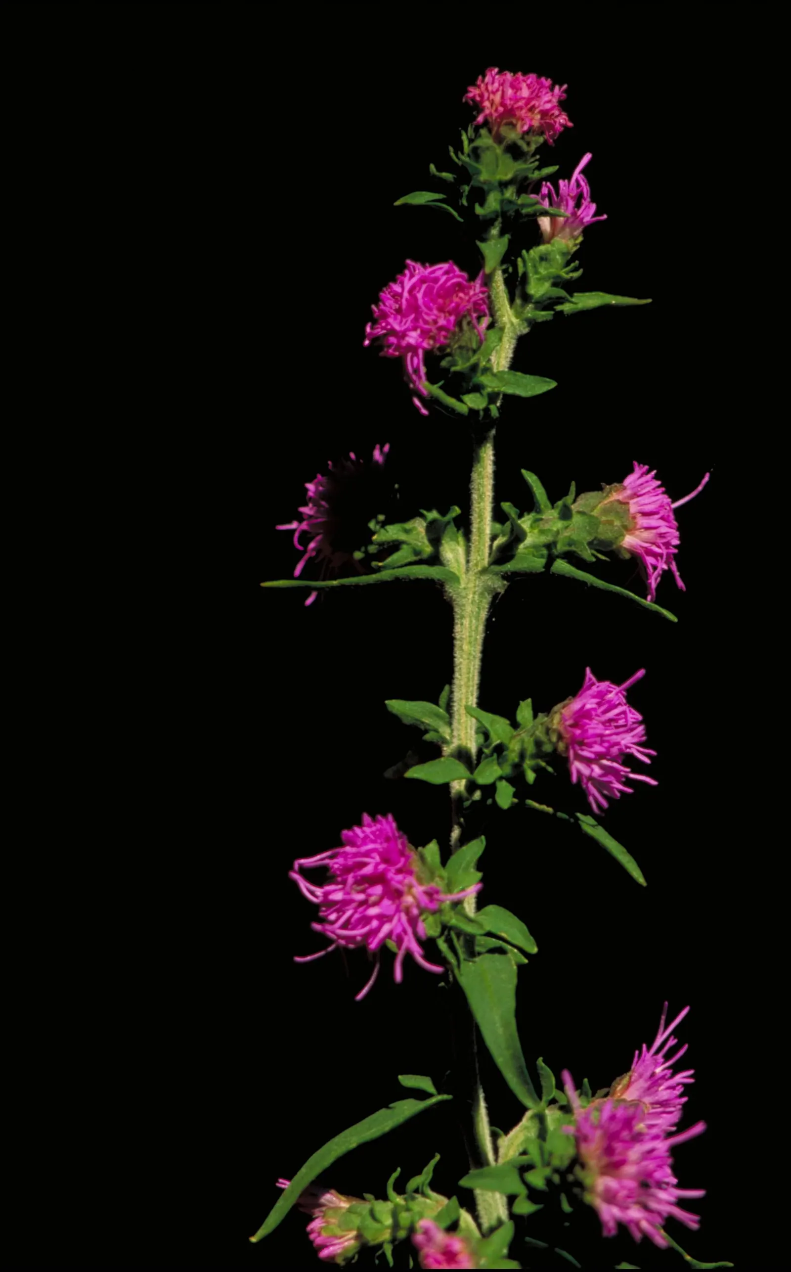 Rough Blazingstar (Liatris Aspera) — lavender and purple flowers in the garden; this North American native thrives in full sun and well-drained soil, and