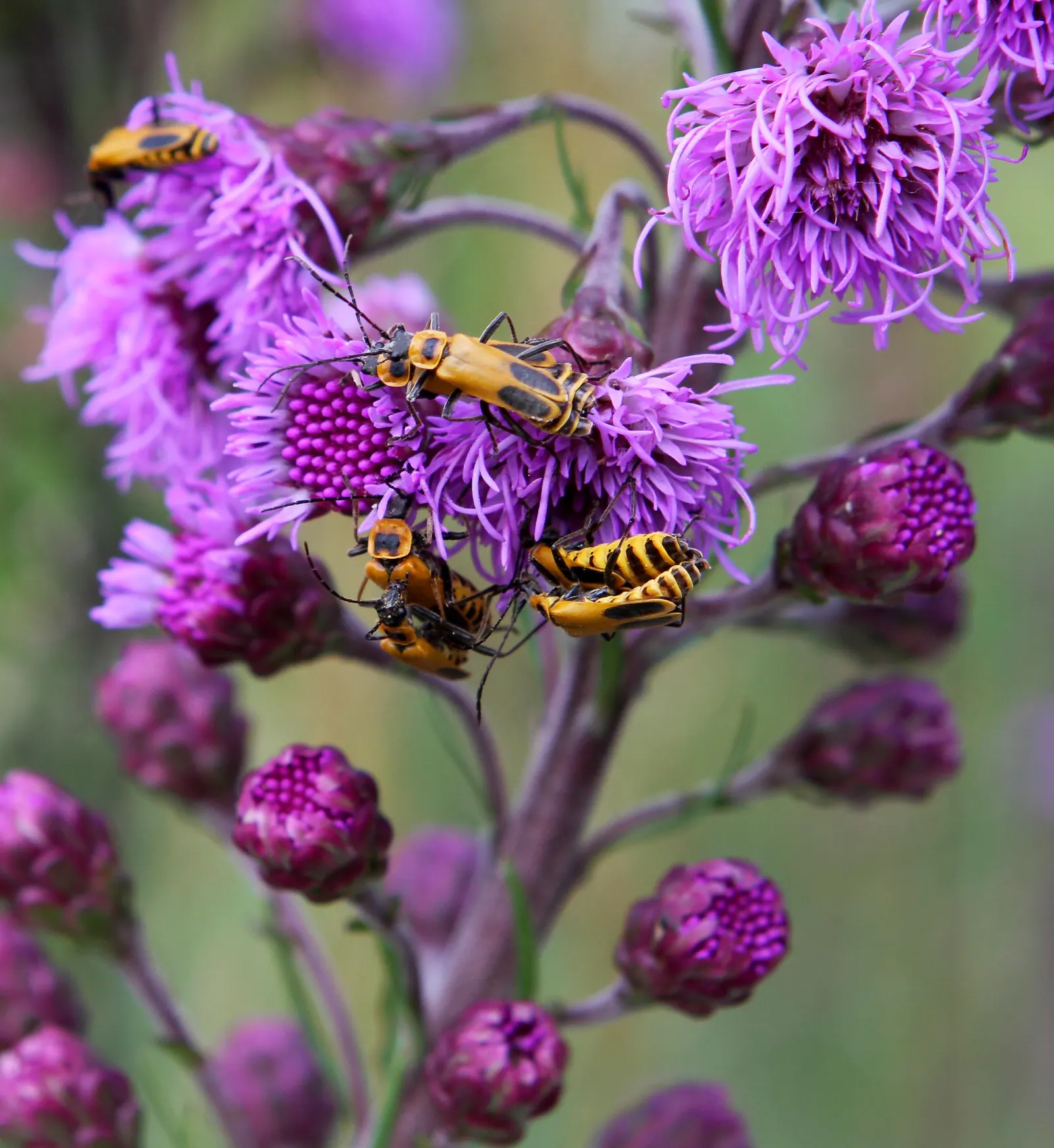 Rough Blazingstar (Liatris Aspera) — The blooming period typically lasts from late summer into early autumn; notably tolerant of drought once established