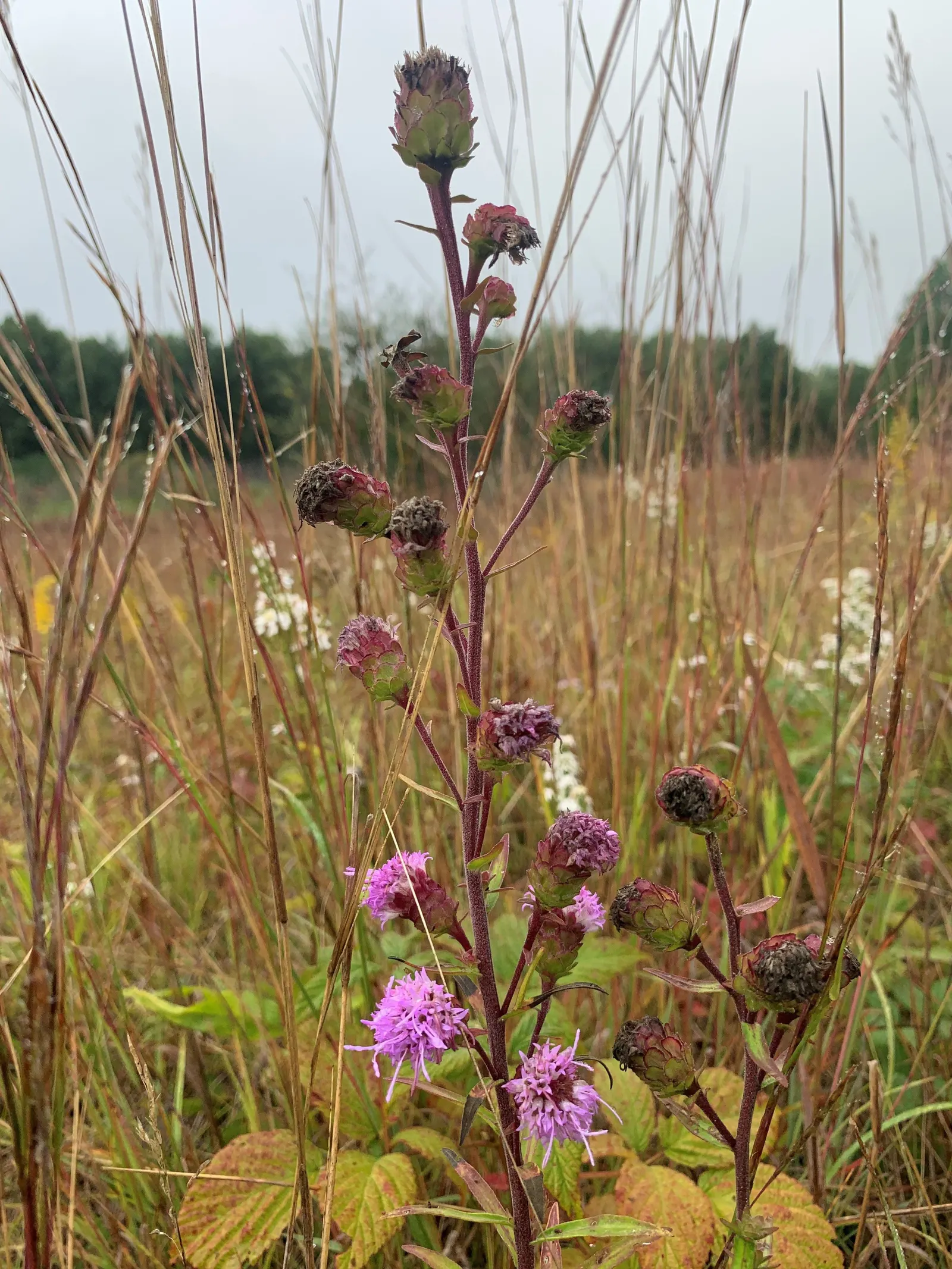 Rough Blazingstar (Liatris Aspera) — and tends to be free of serious pests and diseases; this North American native thrives in full sun and well-drained soil