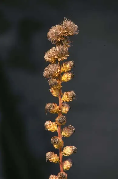 Rough Blazingstar (Liatris Aspera) — showing a particular preference for sandy or rocky substrates; this North American native thrives in full sun and