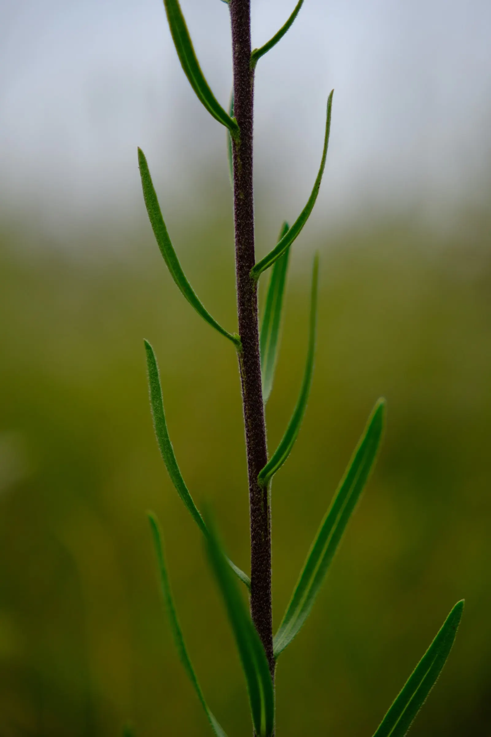 Rough Blazingstar (Liatris Aspera) — it also helps to stabilize soil and its winter-hardy nature enables it to withstand cold temperatures