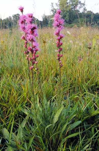 Rough Blazingstar (Liatris Aspera) — This North American native plant belongs to the Asteraceae family and is particularly admired for its tall; this North