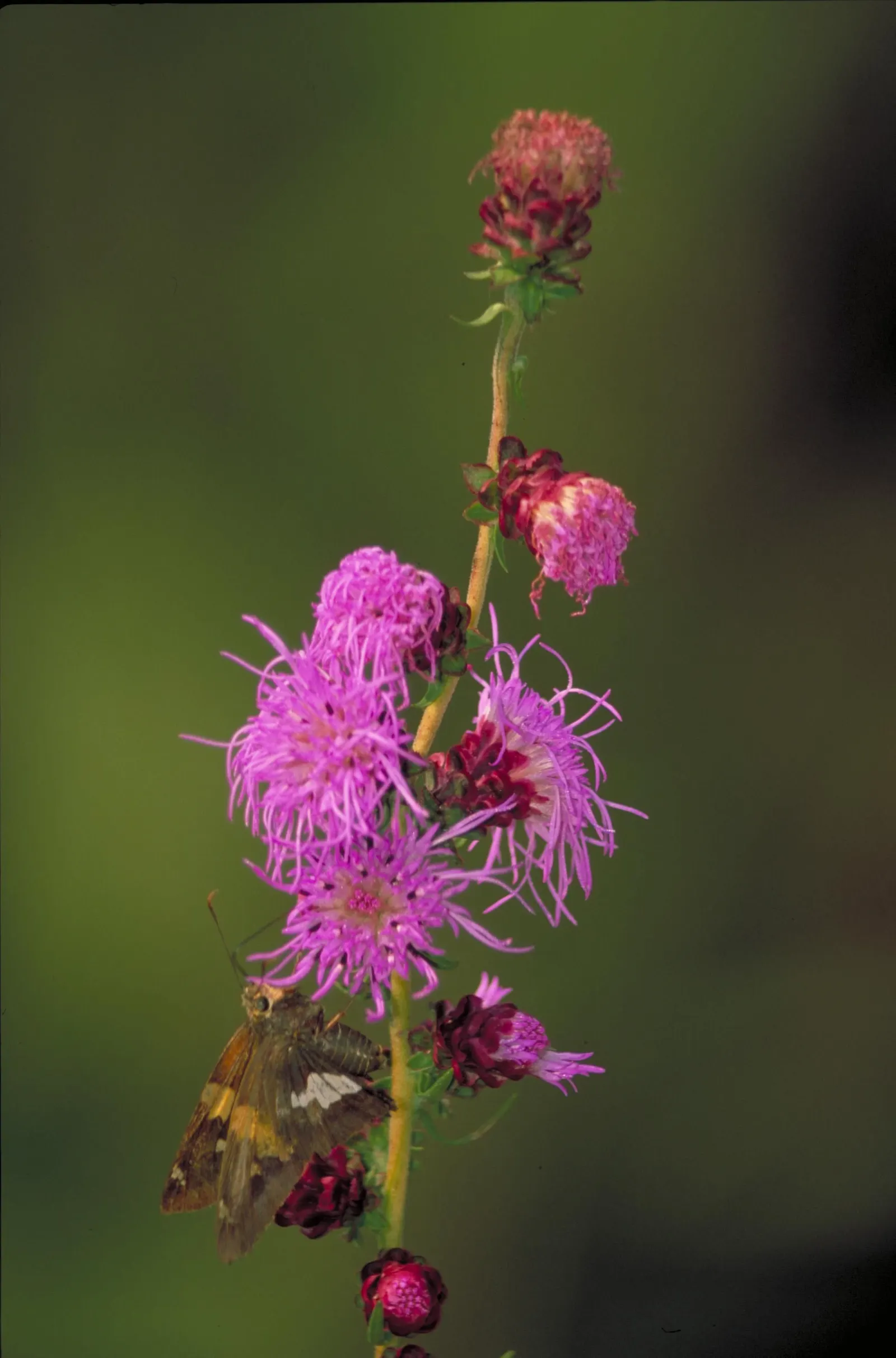 Rough Blazingstar (Liatris Aspera) — This North American native thrives in full sun and well-drained soil, and blooms late summer to fall, image 46
