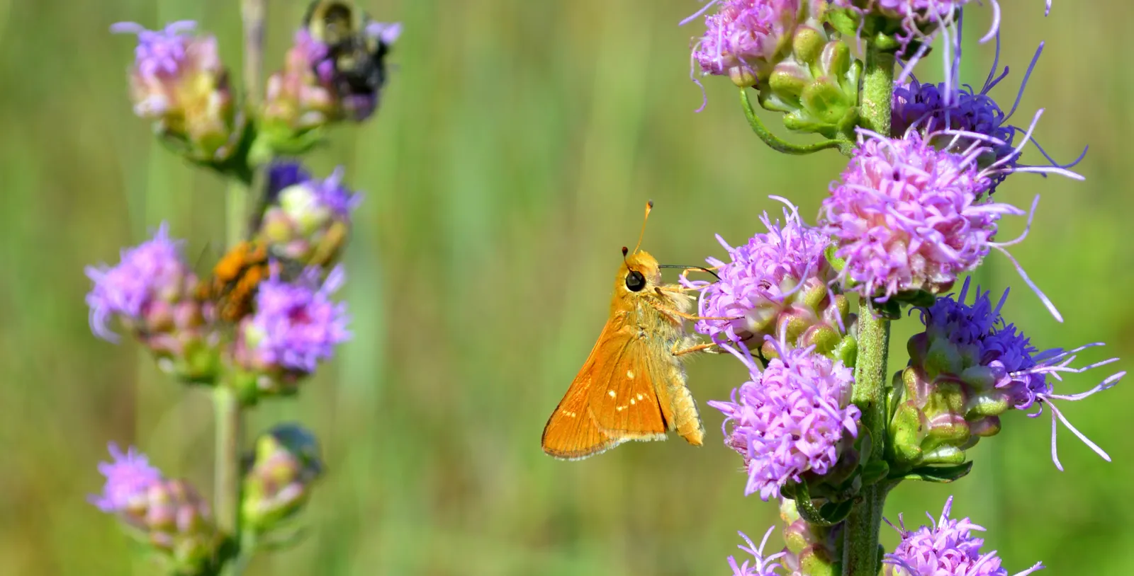 Rough Blazingstar (Liatris Aspera) — feathery plumes of vibrant purple flowers that bloom from the top down