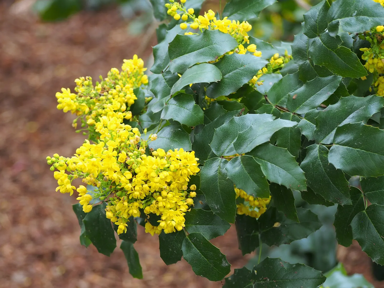 Oregon Grape (Mahonia Aquifolium) — It serves as an excellent ground cover or barrier plant; is a distinguished evergreen shrub native to the, image 126