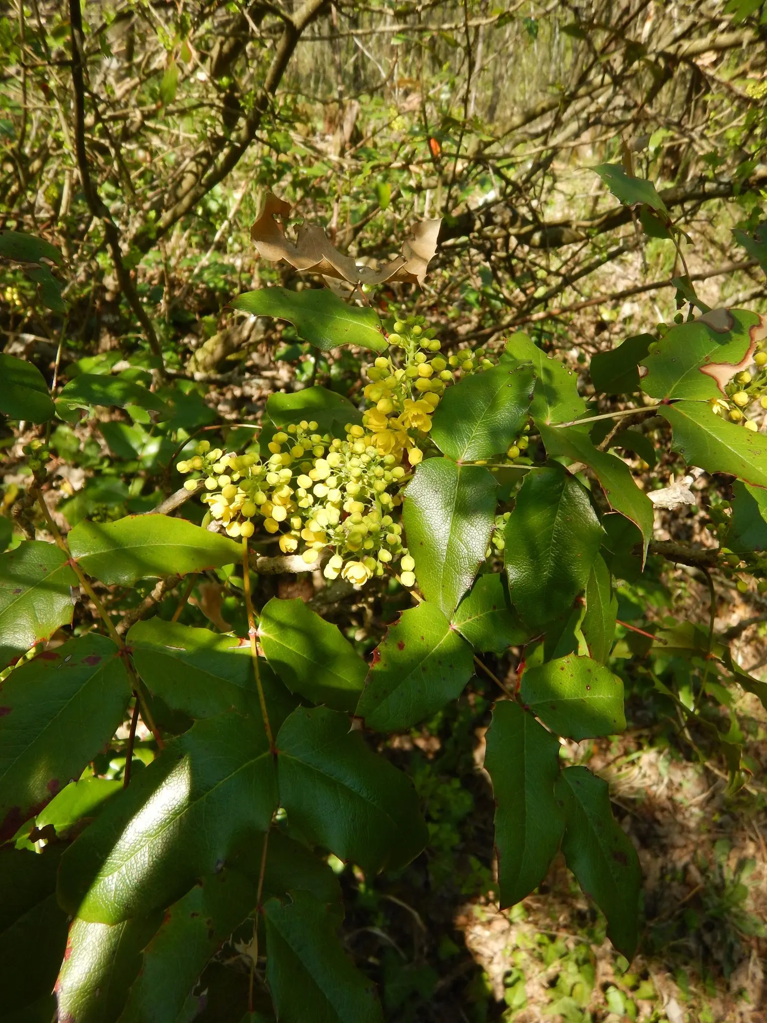 Oregon Grape (Mahonia Aquifolium) — prefers well-drained soil; drought tolerant once established, image 124