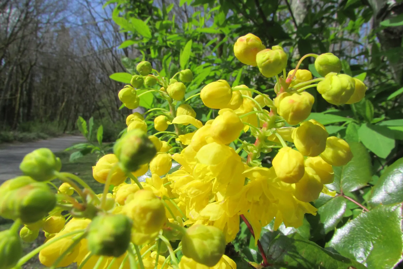 Oregon Grape (Mahonia Aquifolium) — With a moderate growth rate; though it tolerates full sun in cooler climates, image 192