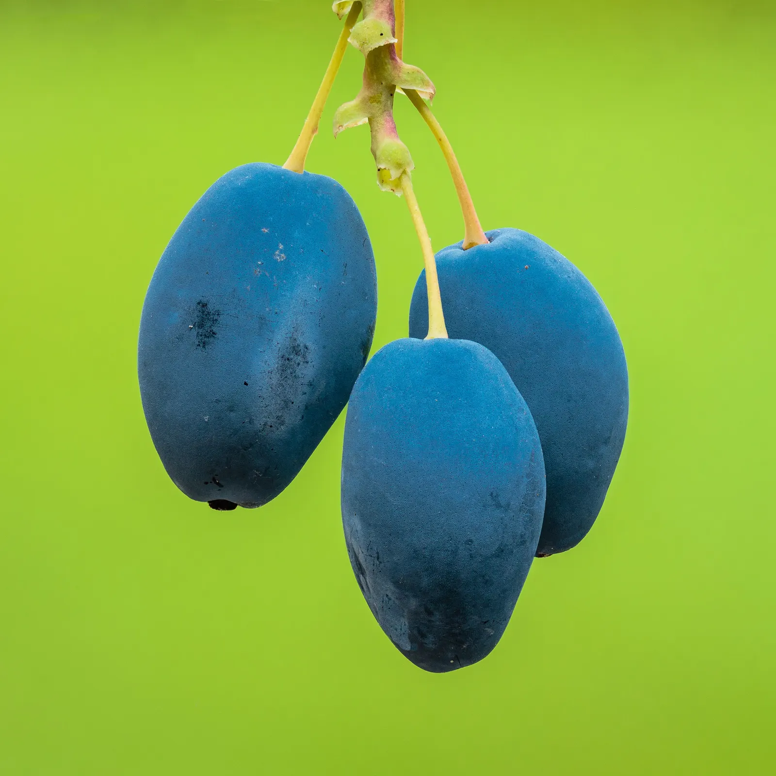 Oregon Grape (Mahonia Aquifolium) — each close to 3 inches in length; this low-maintenance plant thrives in partial to full shade
