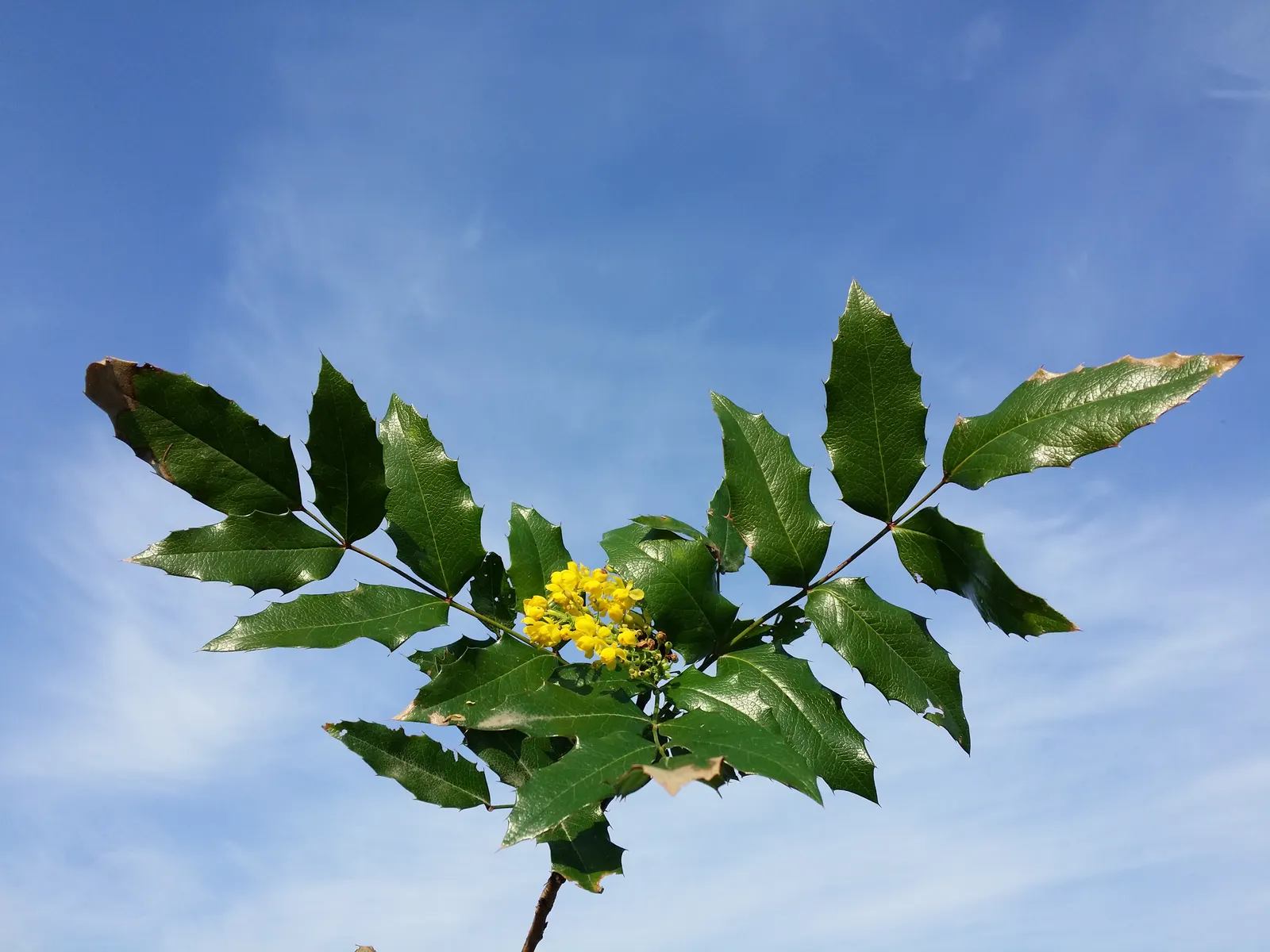 Oregon Grape (Mahonia Aquifolium) — yellow flowers in the garden; this plant typically achieves a height of 3 to 6 feet and spreads approximately 2, image 148